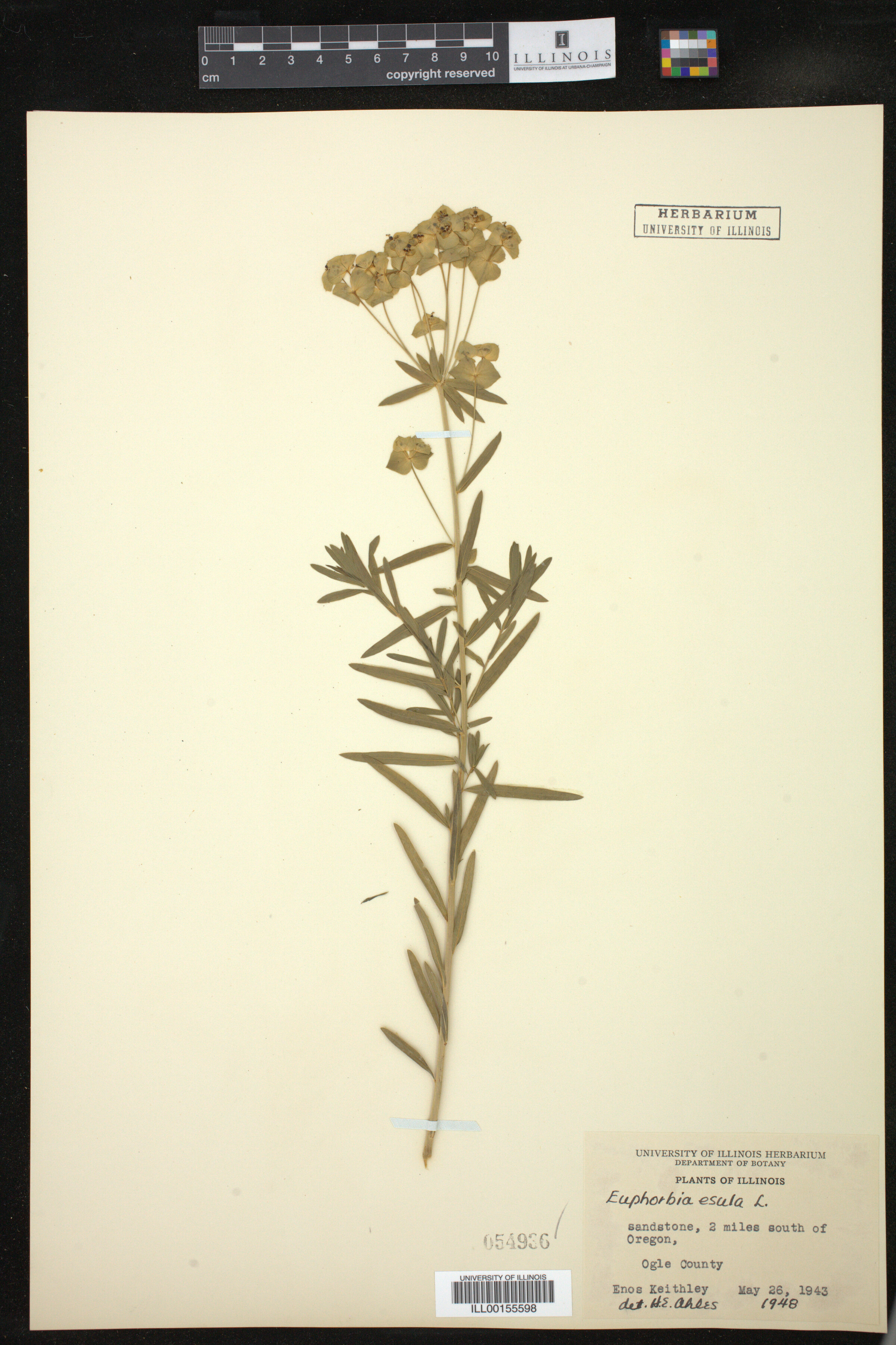 Euphorbia esula image