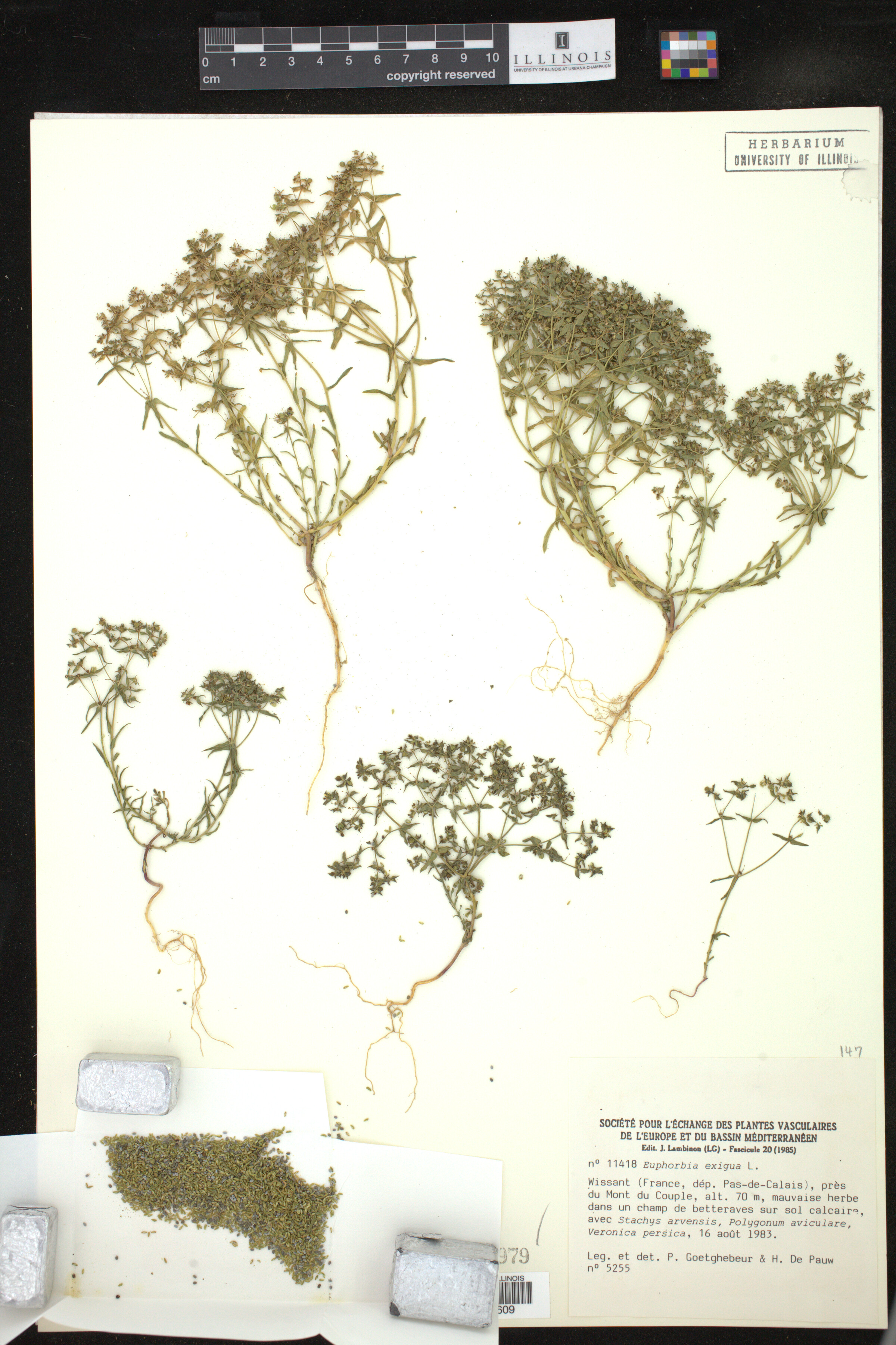 Euphorbia exigua image