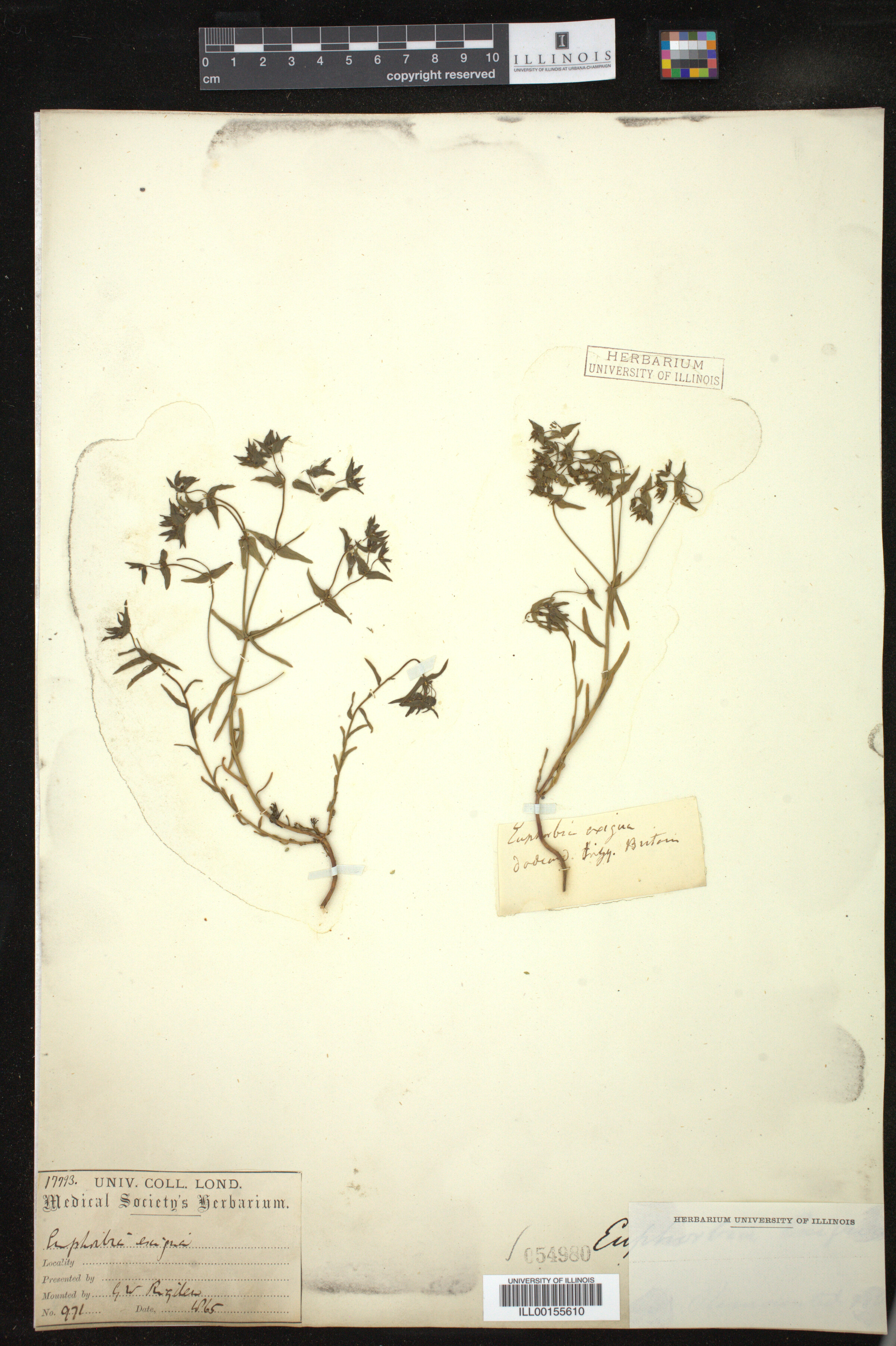 Euphorbia exigua image