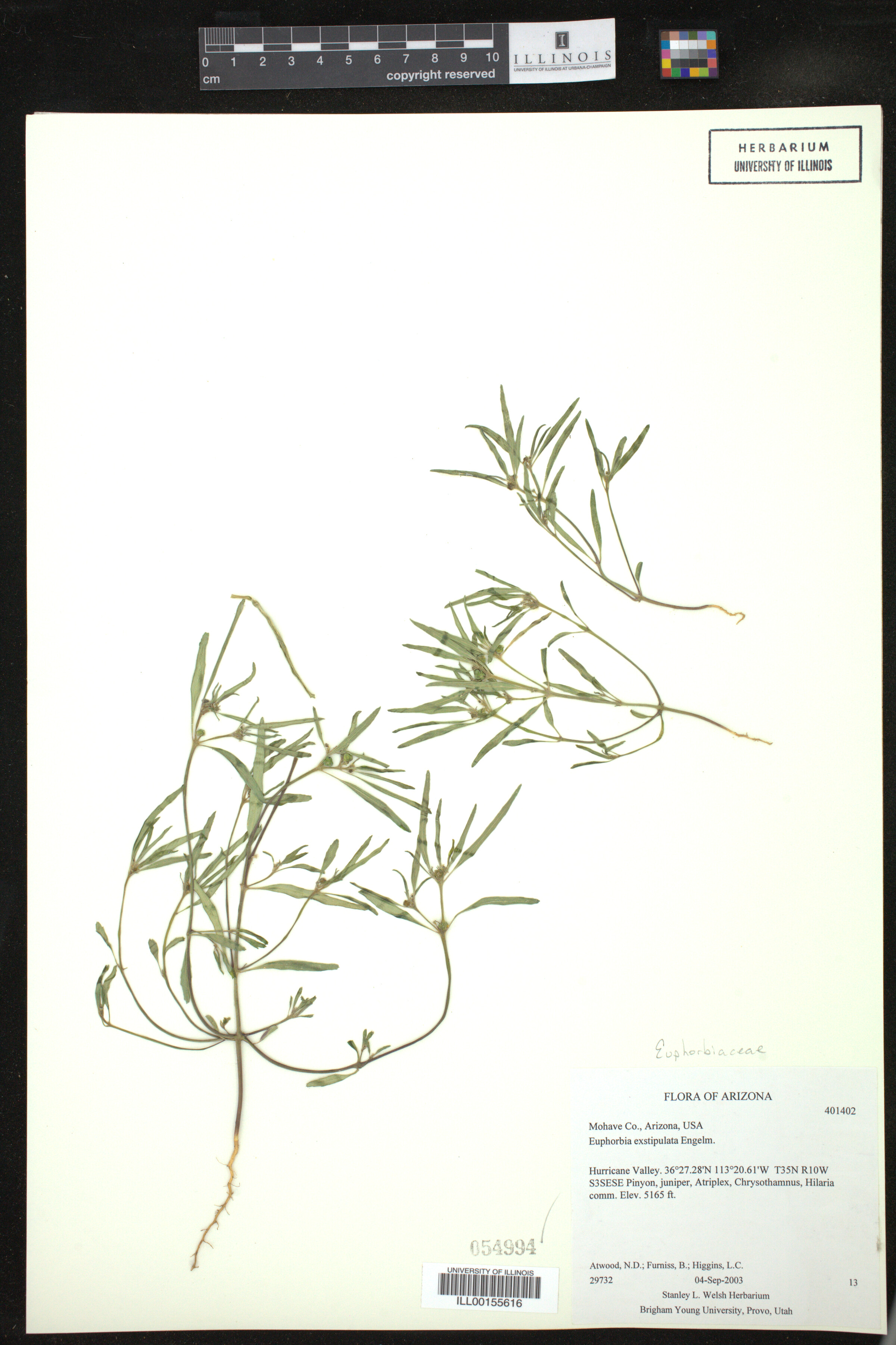 Euphorbia exstipulata image