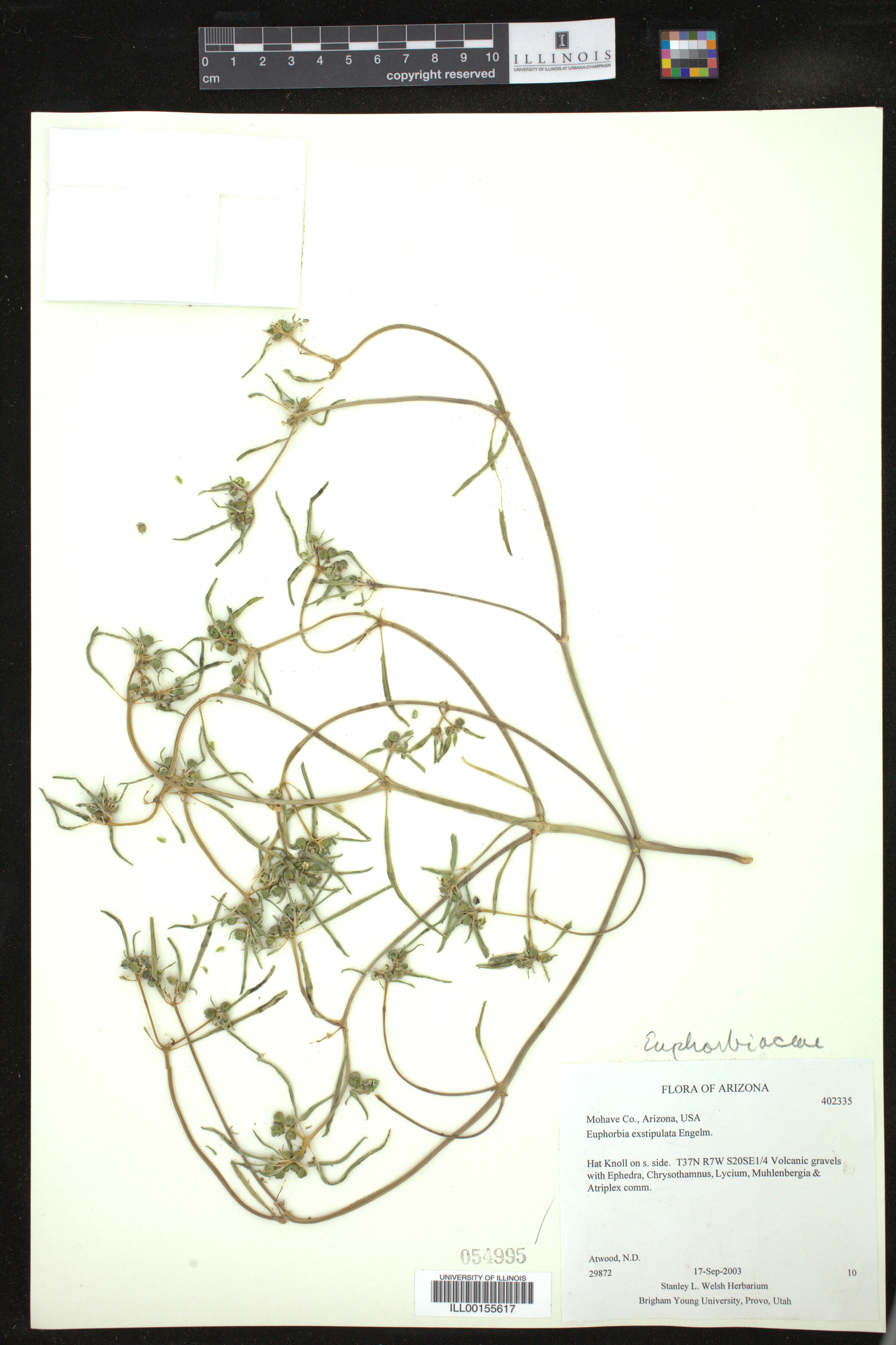 Euphorbia exstipulata image