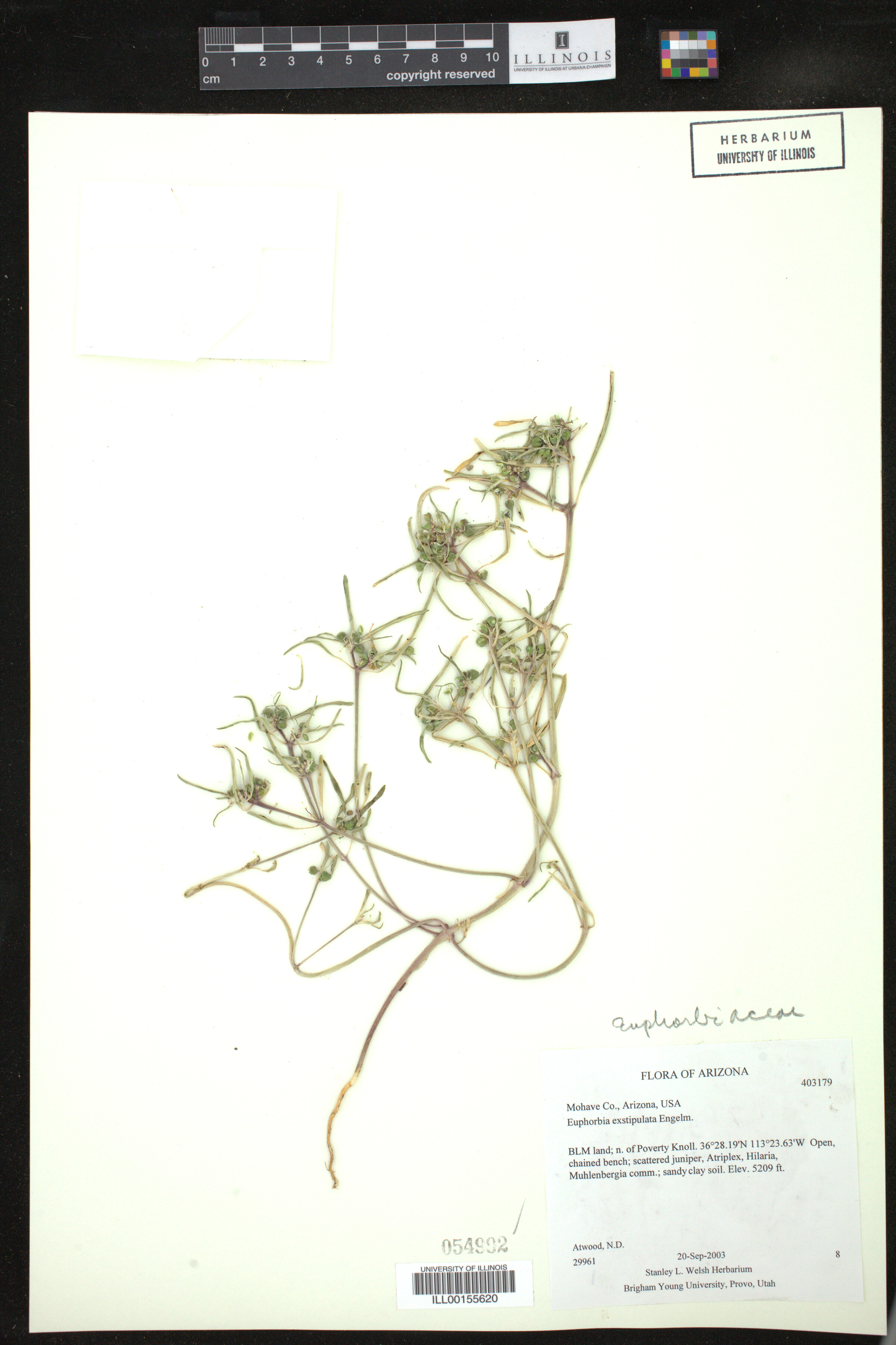 Euphorbia exstipulata image