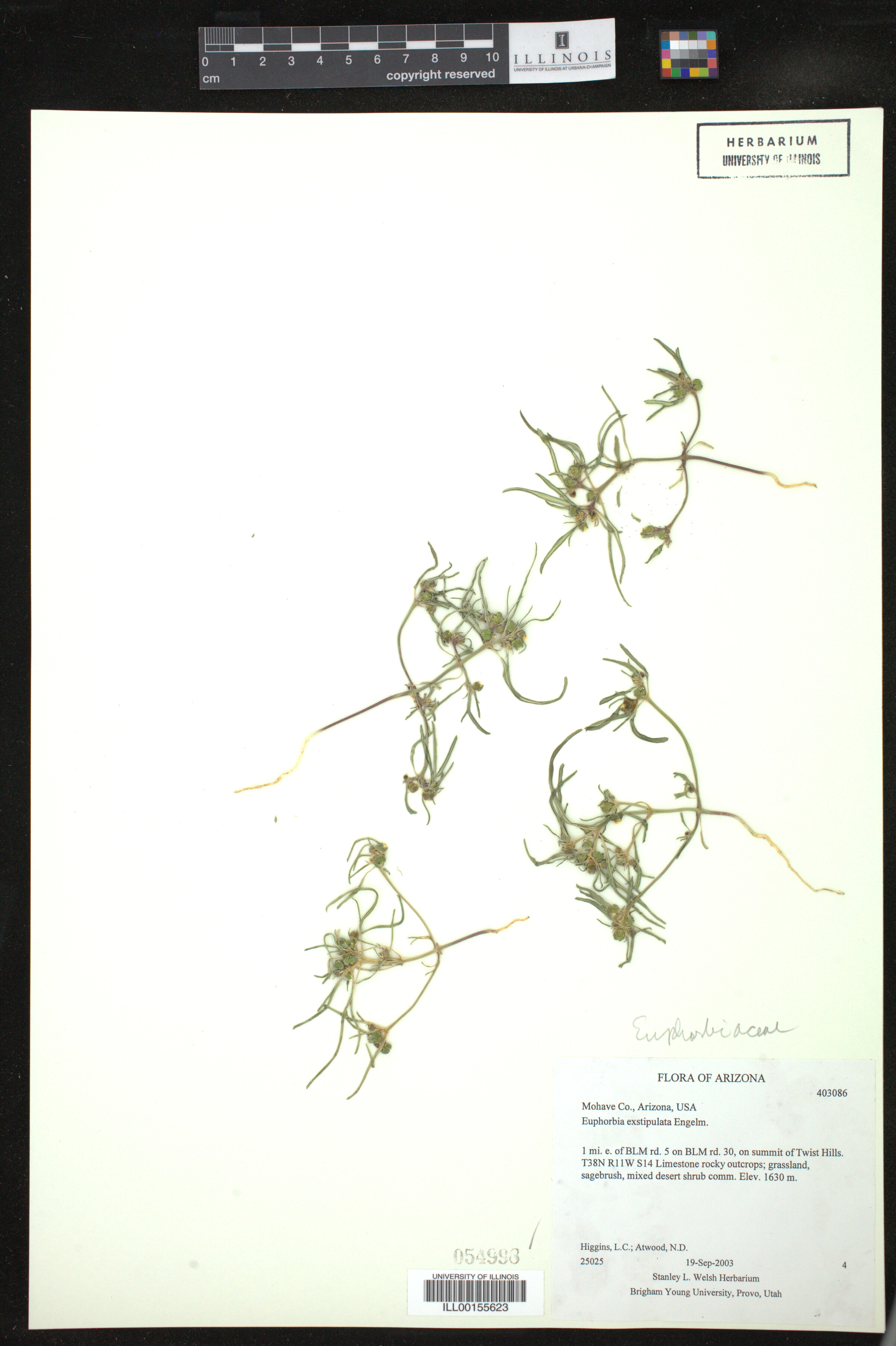 Euphorbia exstipulata image