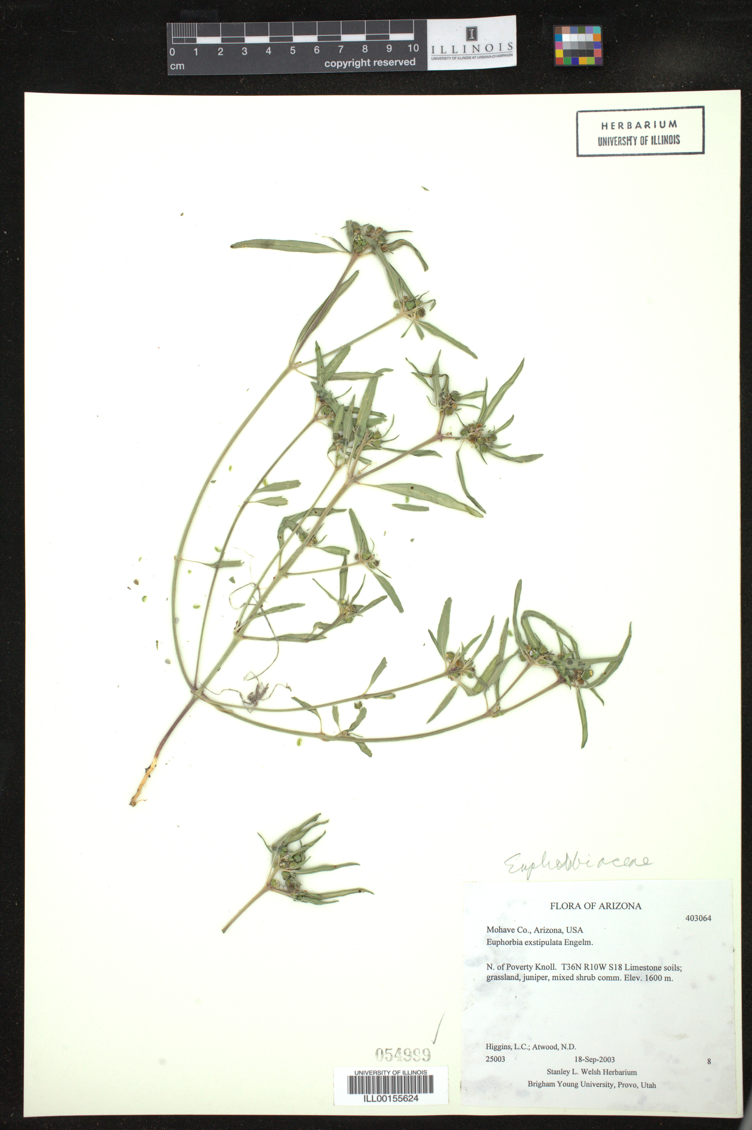 Euphorbia exstipulata image