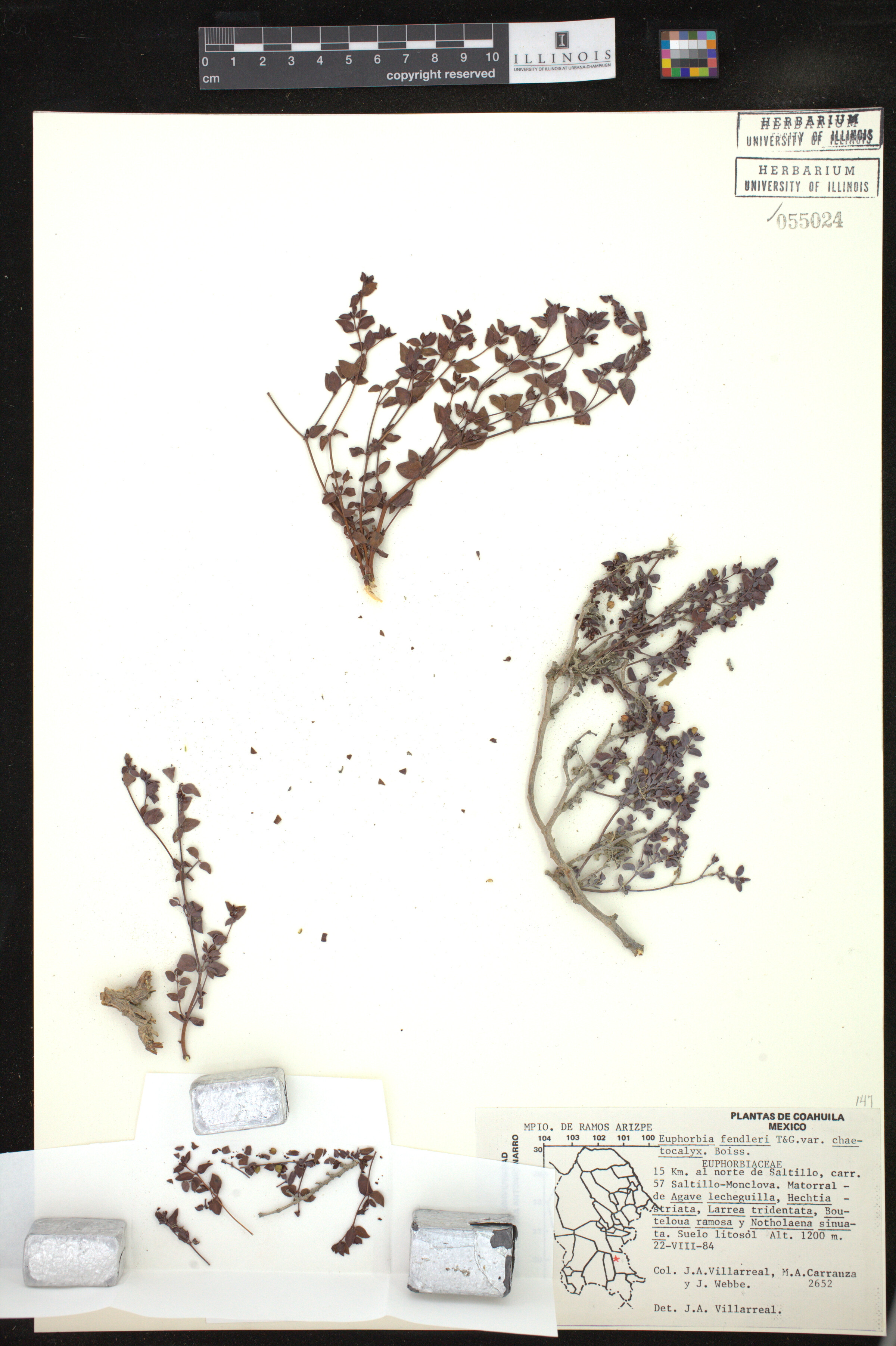 Euphorbia fendleri image