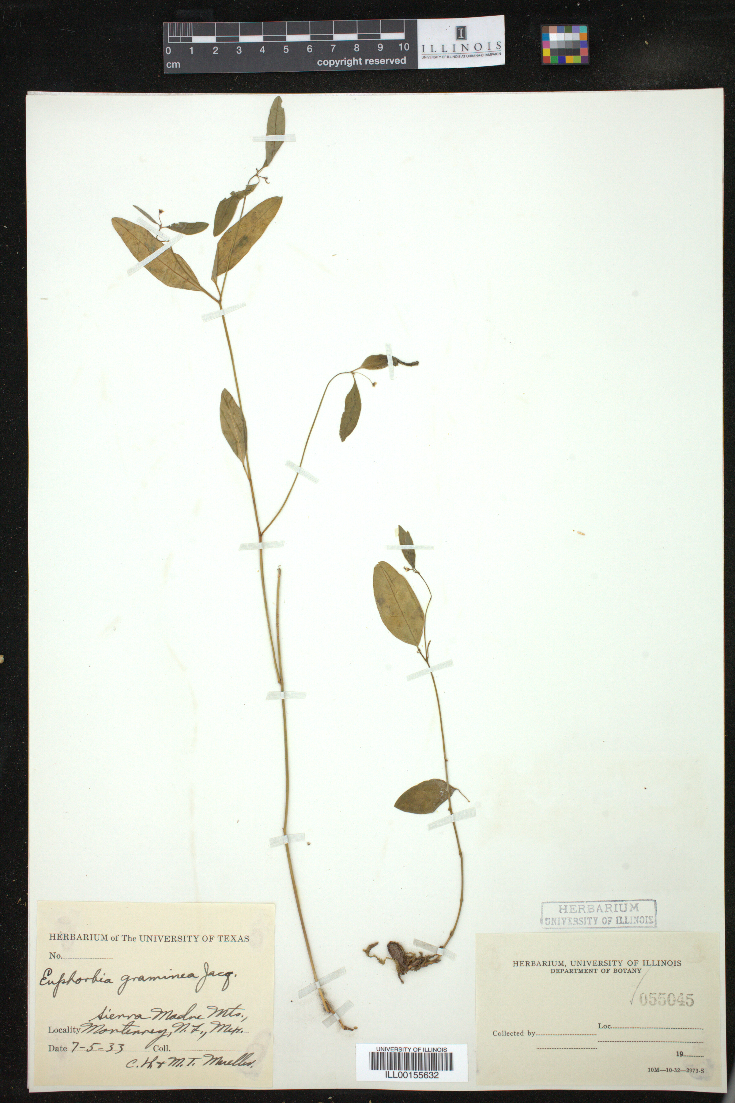 Euphorbia graminea image