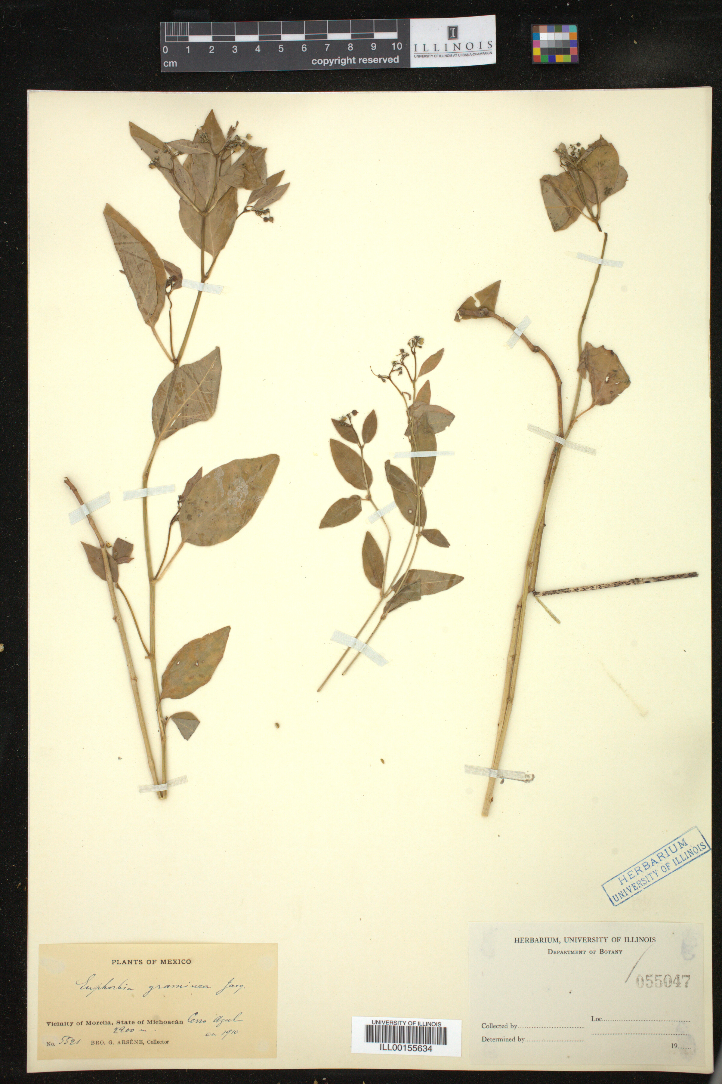 Euphorbia graminea image