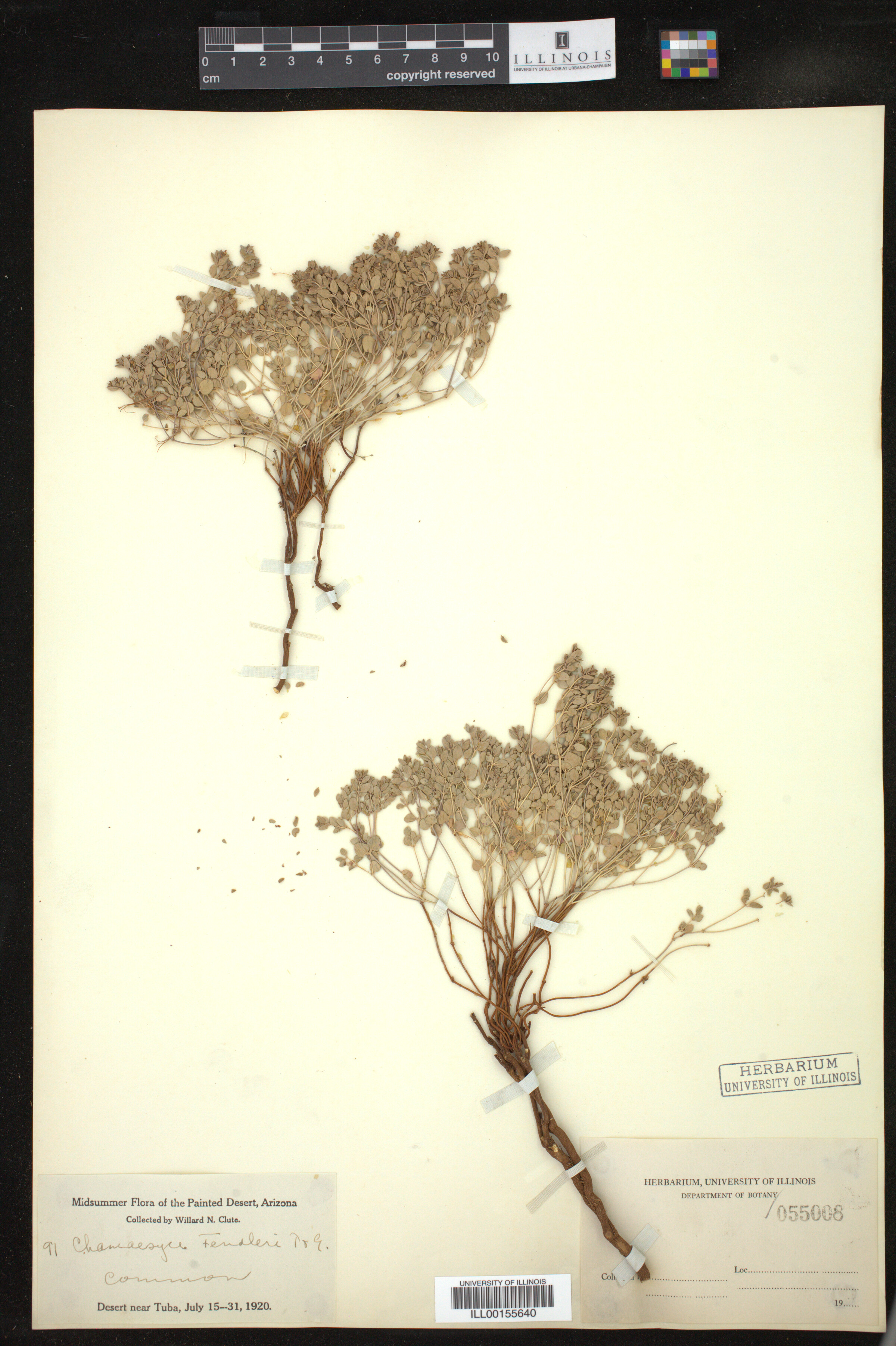 Euphorbia fendleri image
