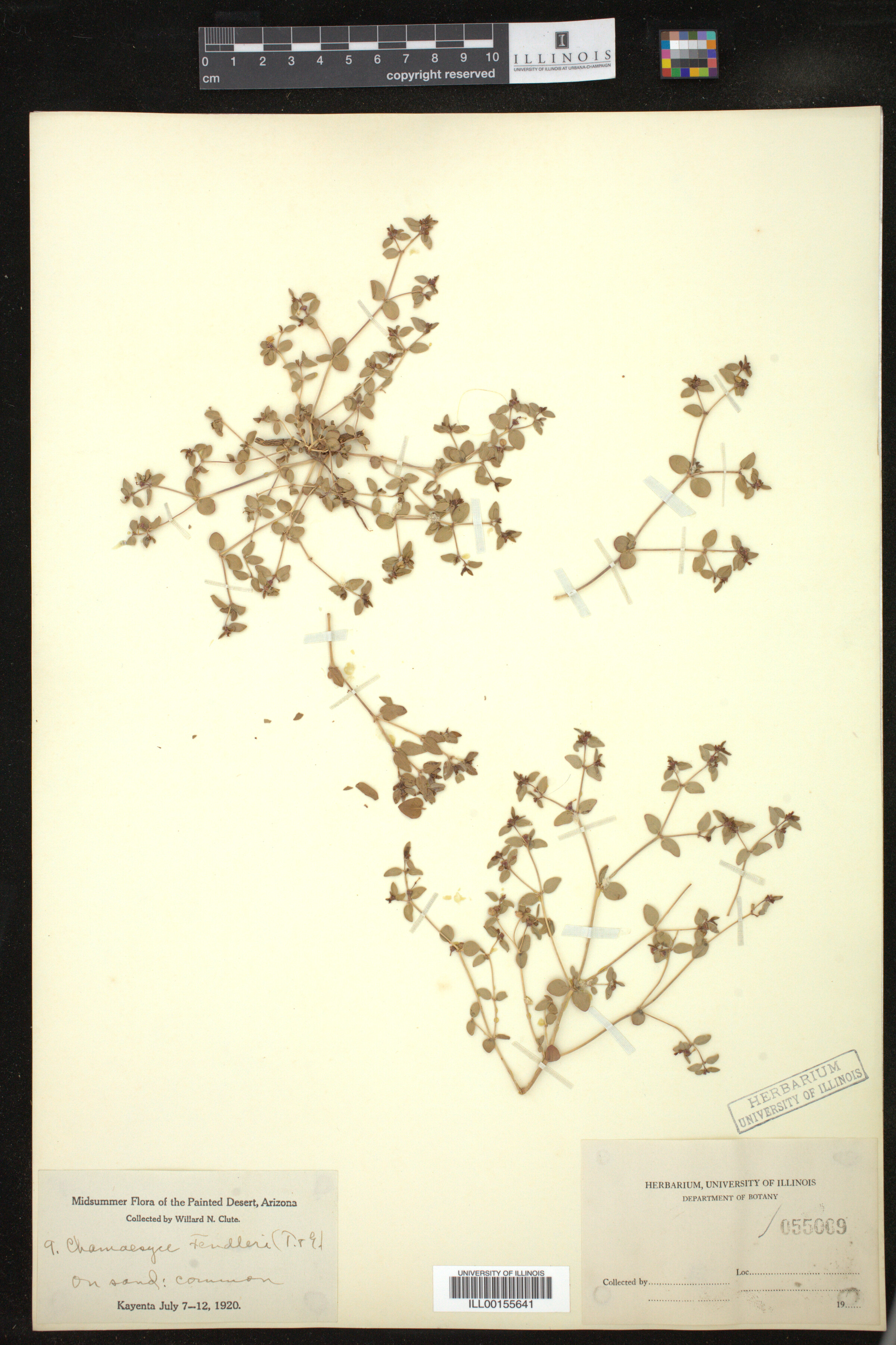 Euphorbia fendleri image