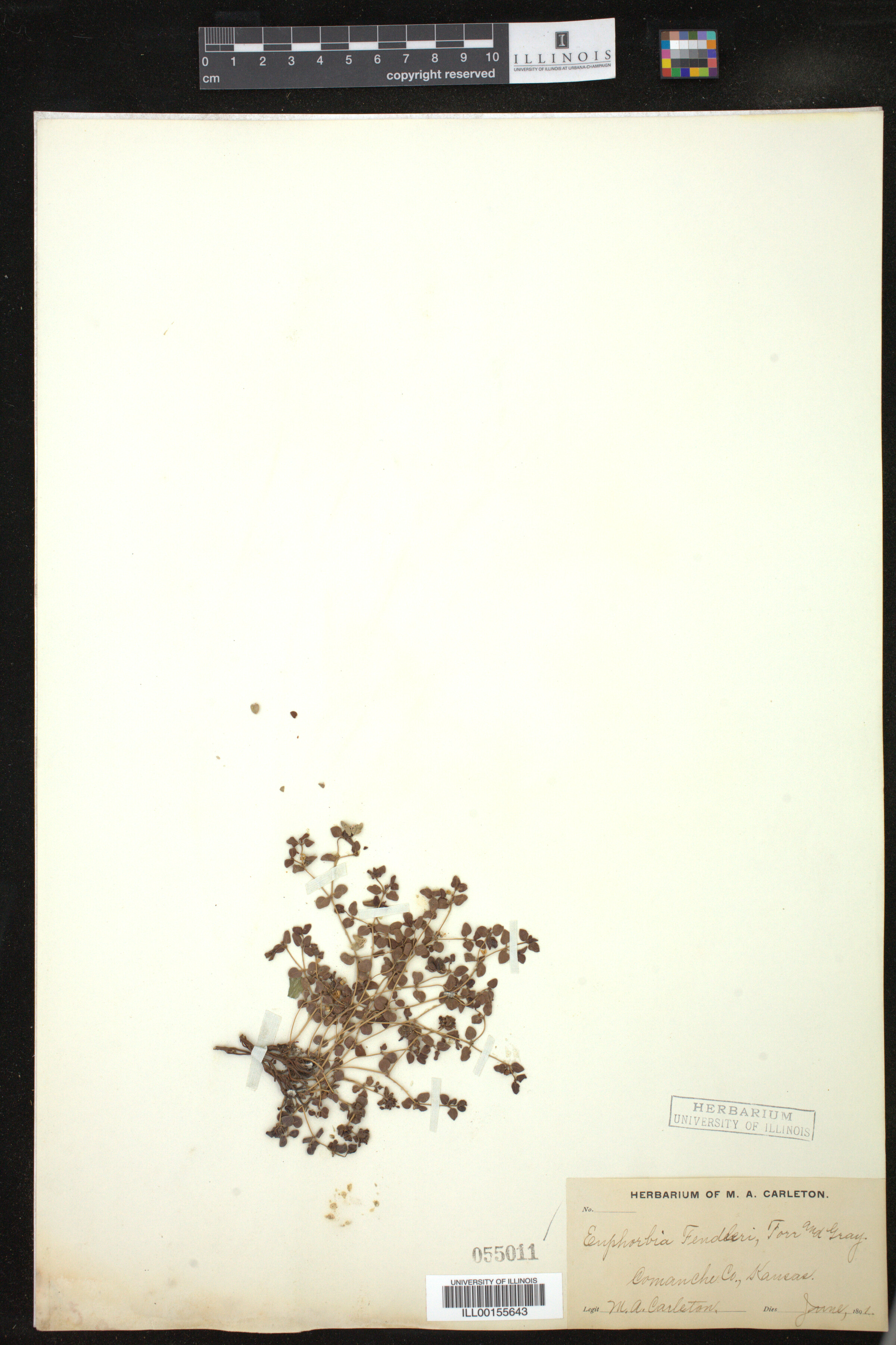 Euphorbia fendleri image