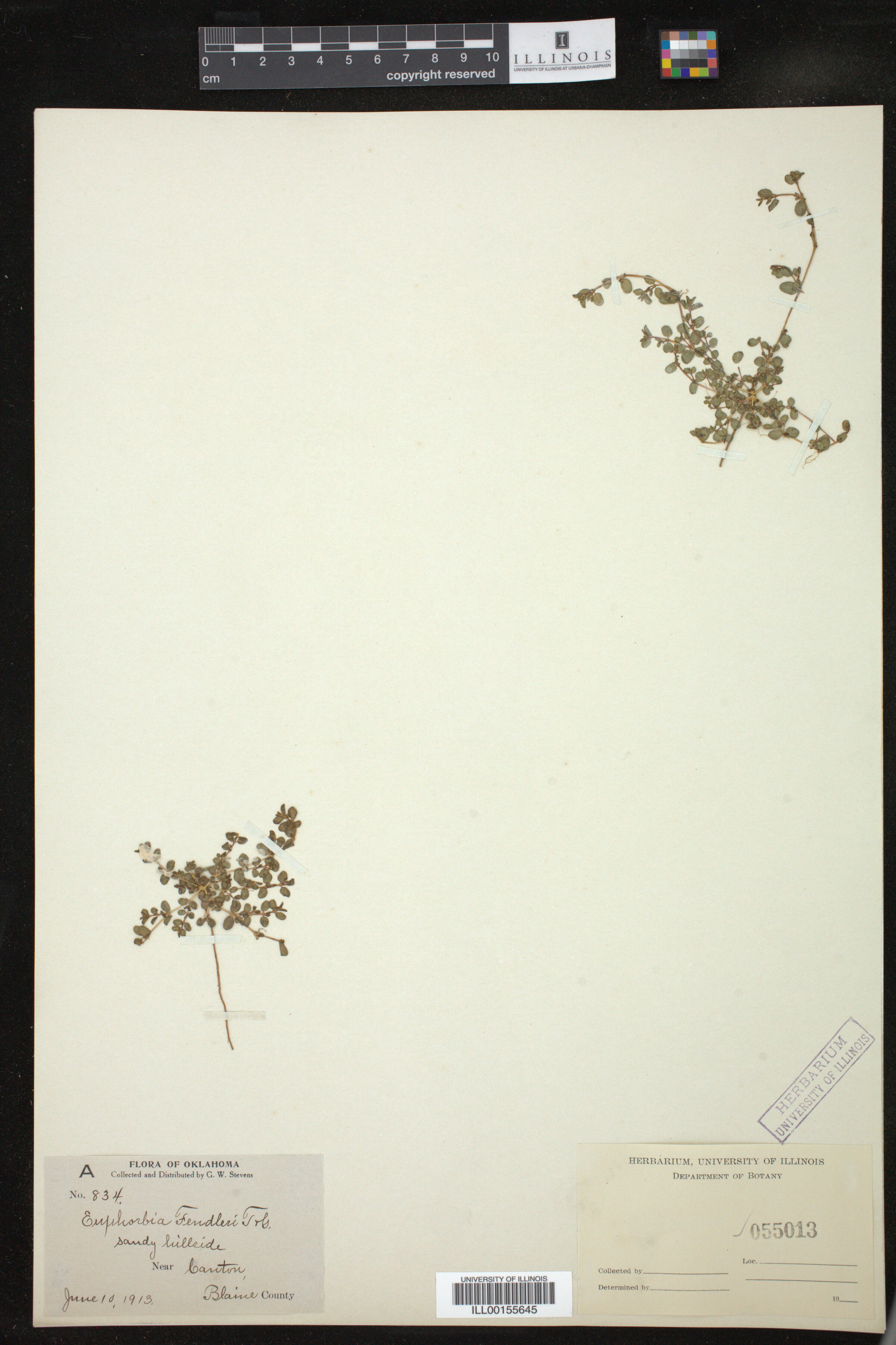 Euphorbia fendleri image