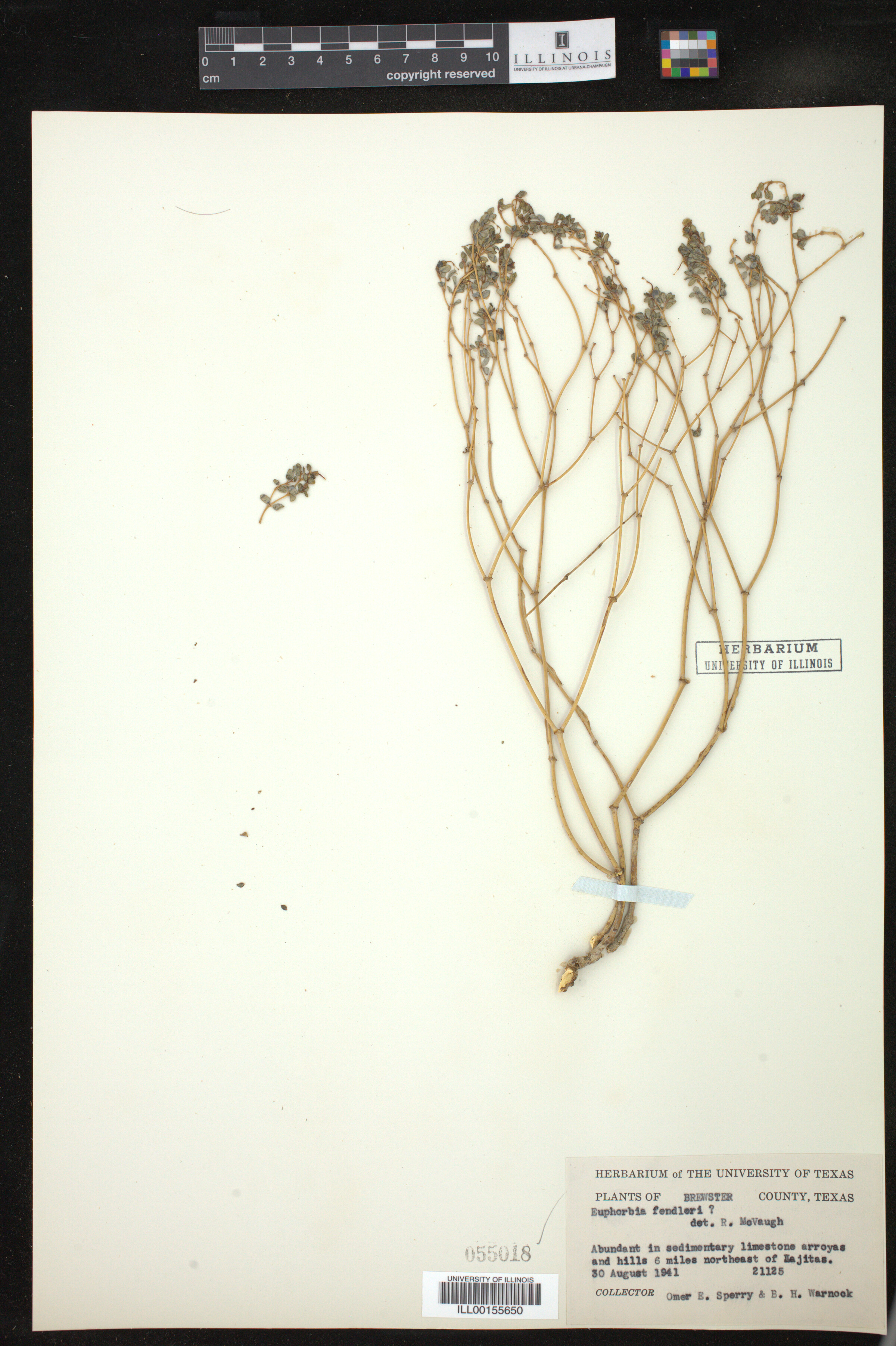 Euphorbia fendleri image