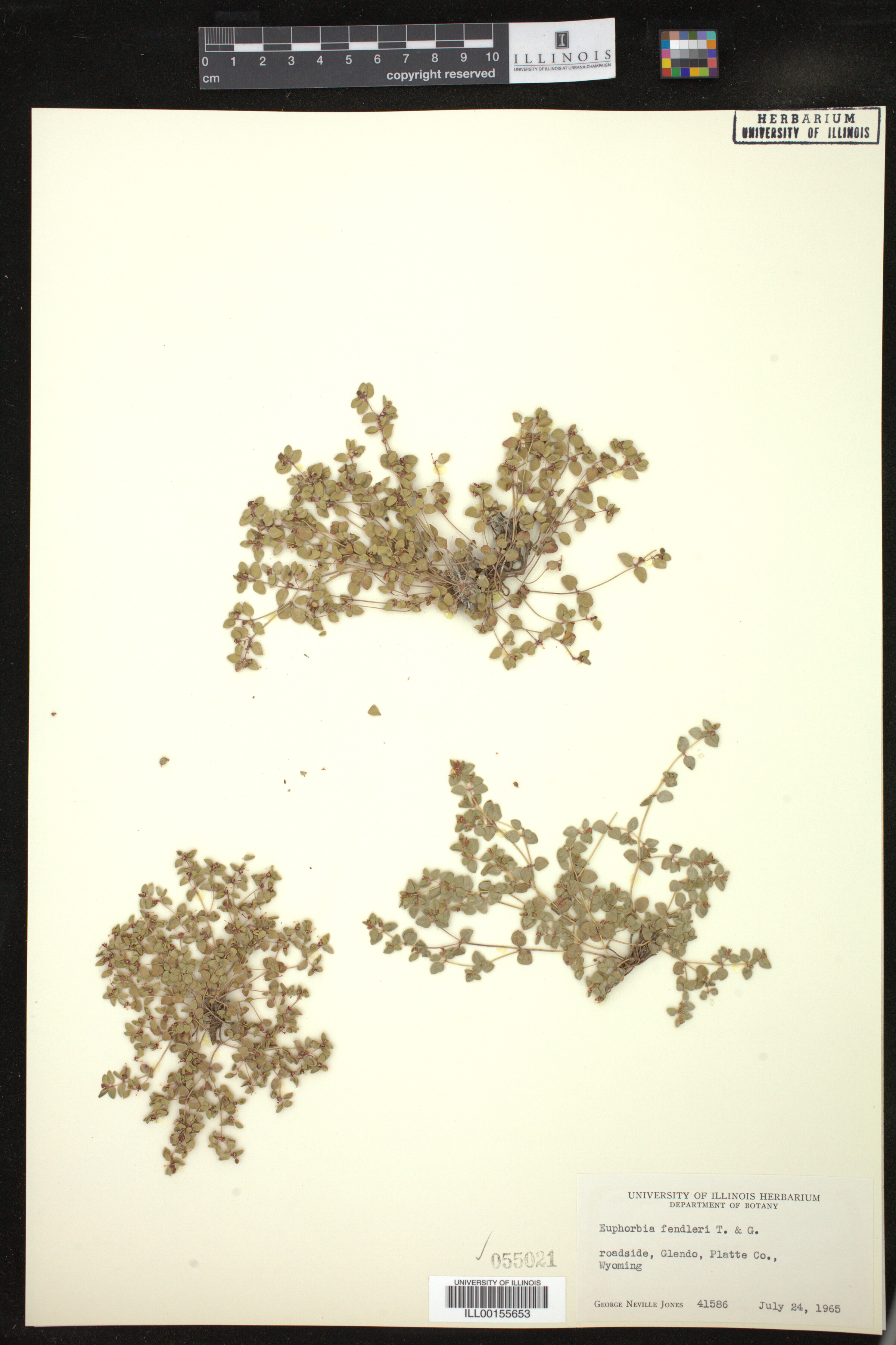 Euphorbia fendleri image