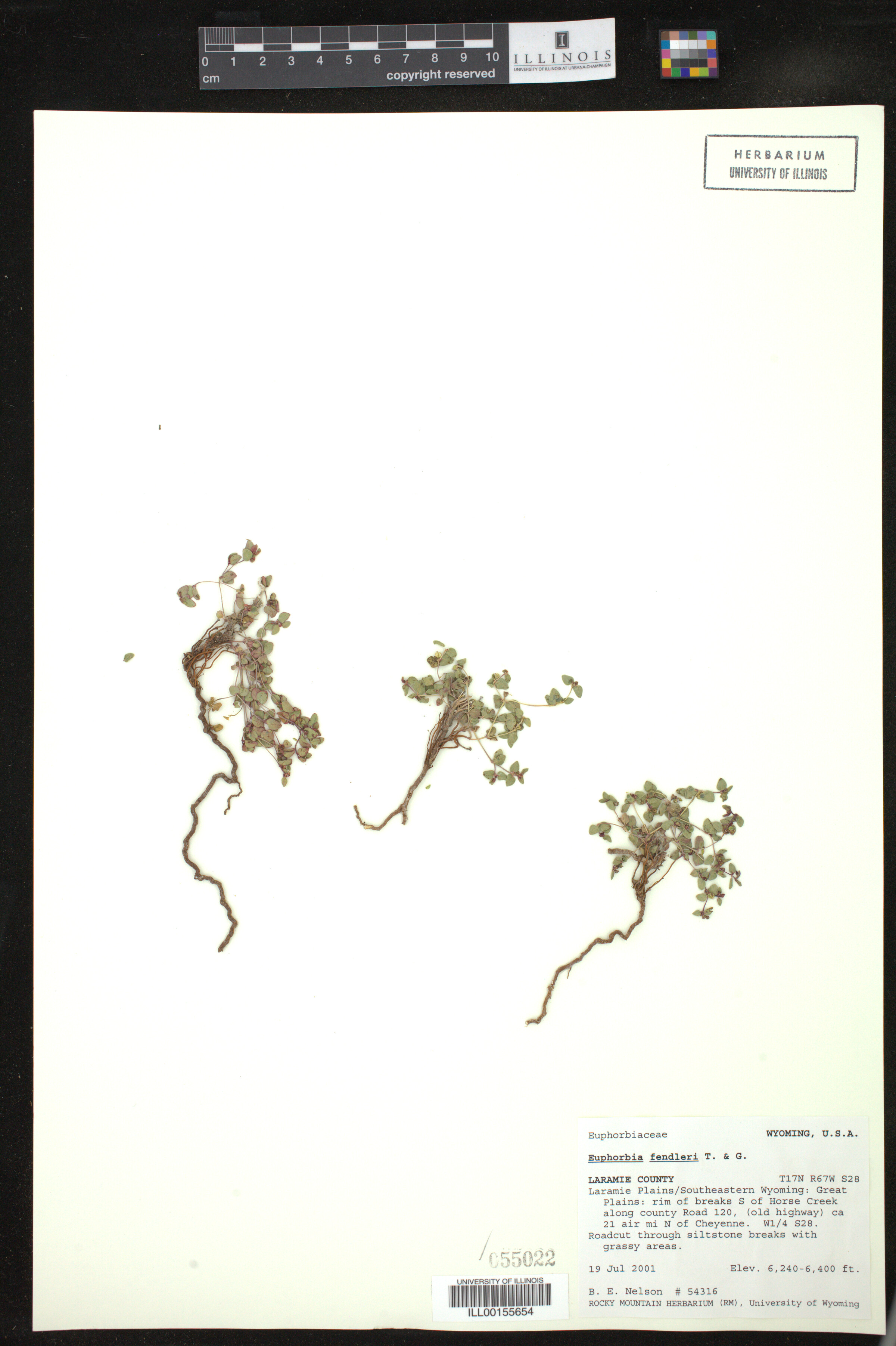 Euphorbia fendleri image