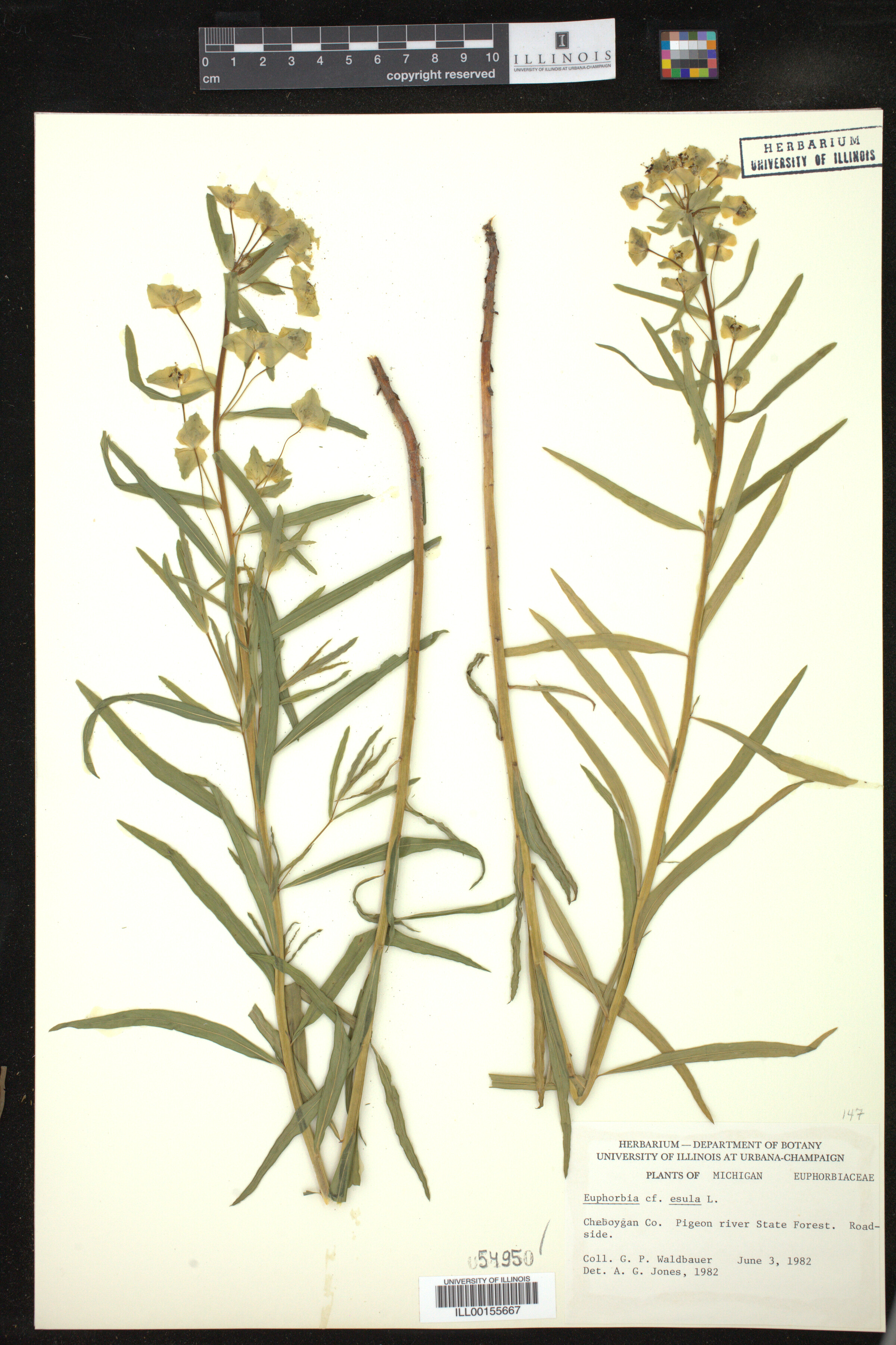 Euphorbia esula image