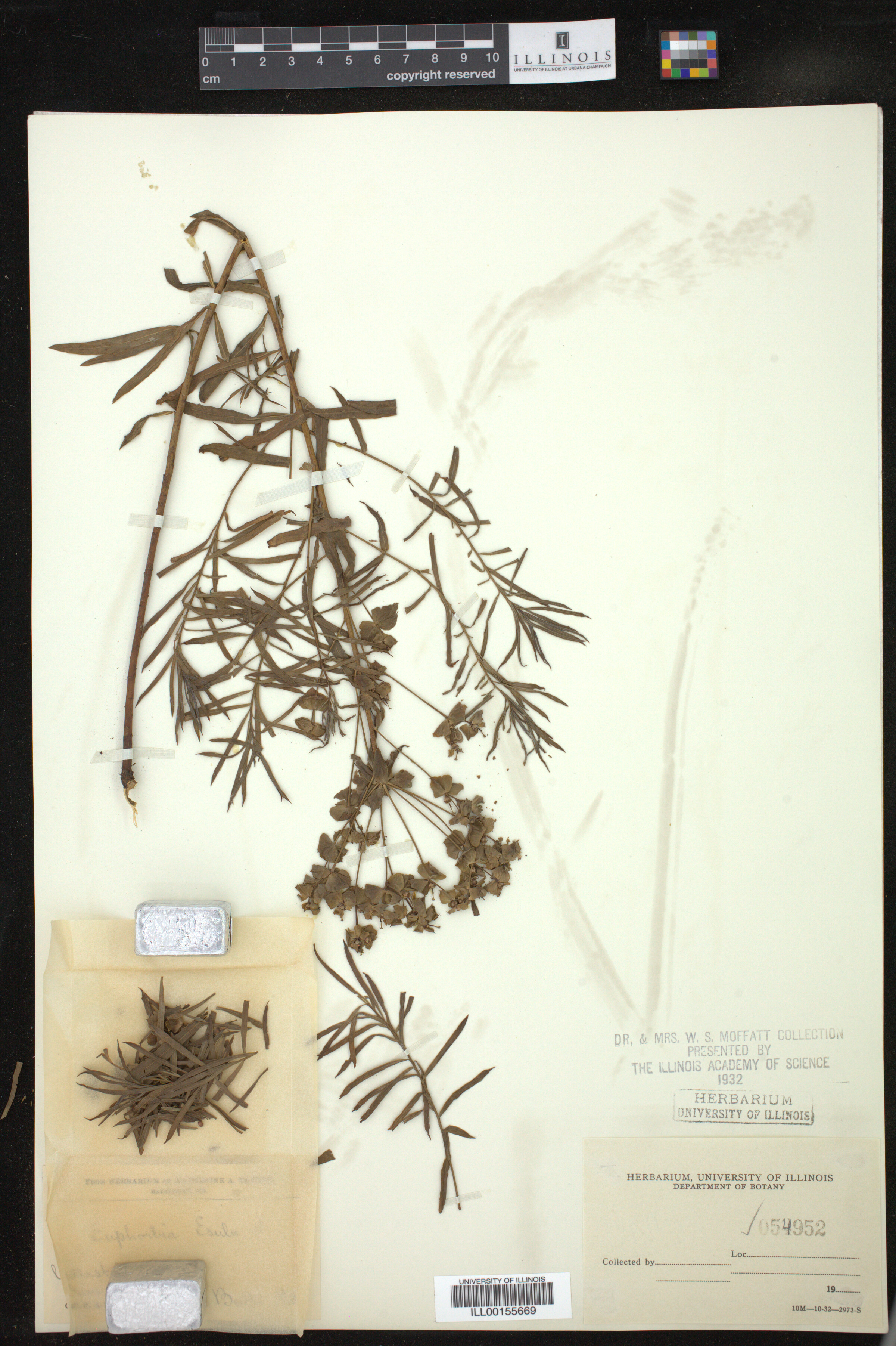 Euphorbia esula image