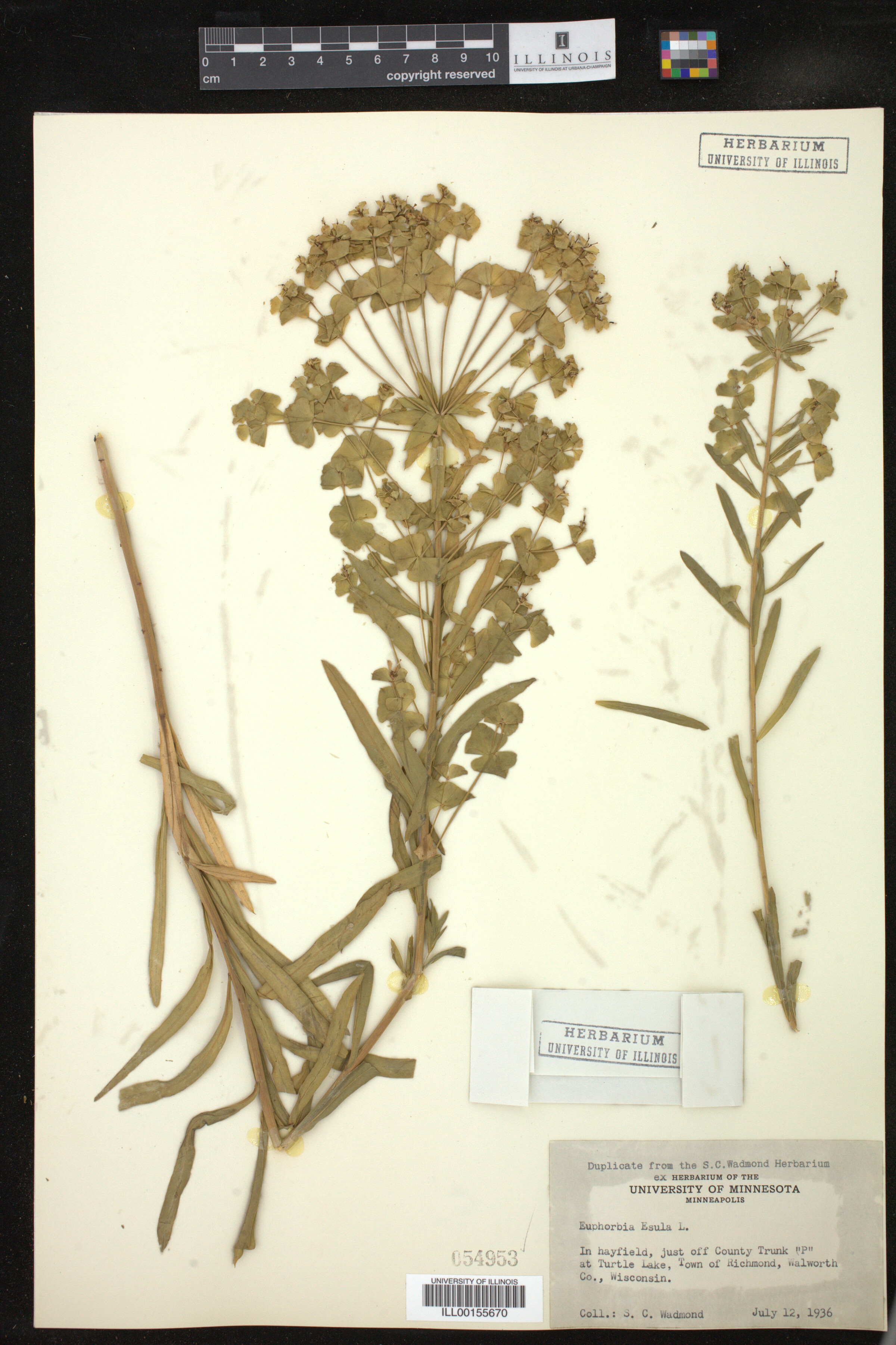 Euphorbia esula image