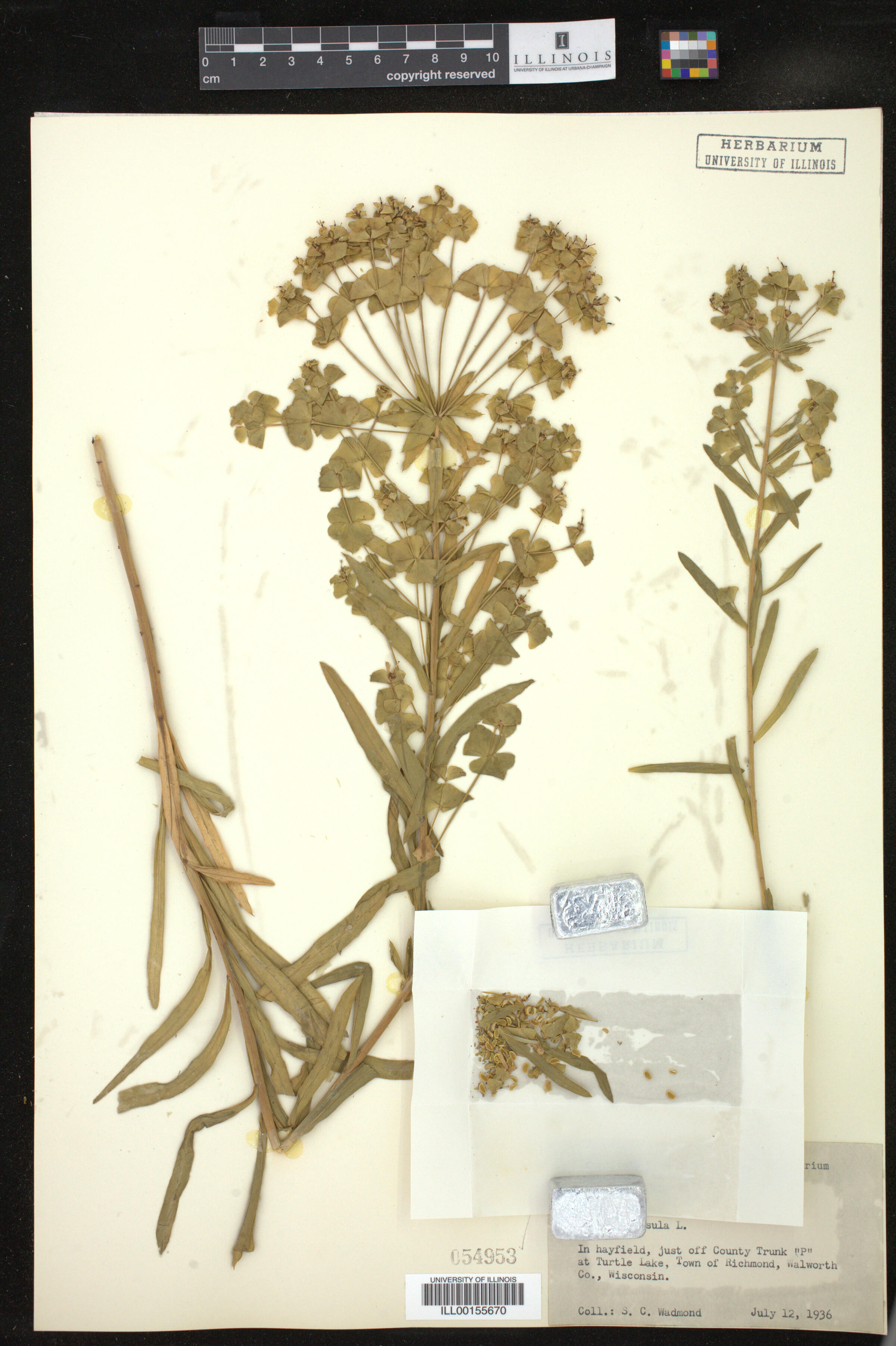 Euphorbia esula image