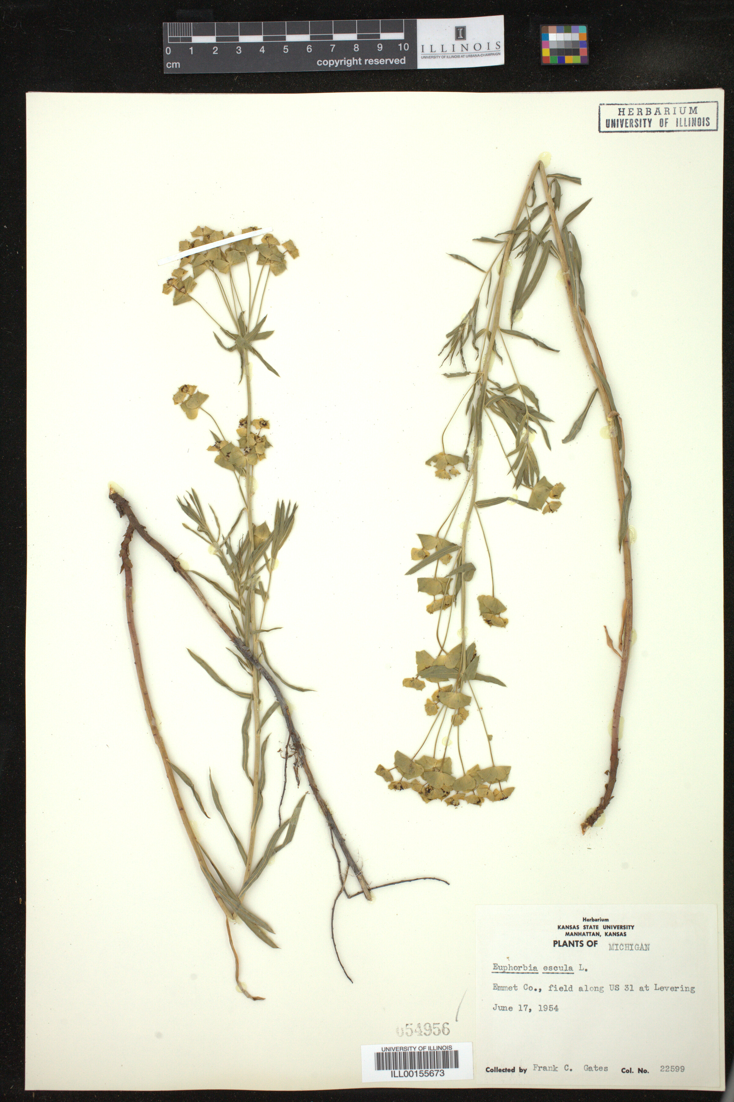 Euphorbia esula image