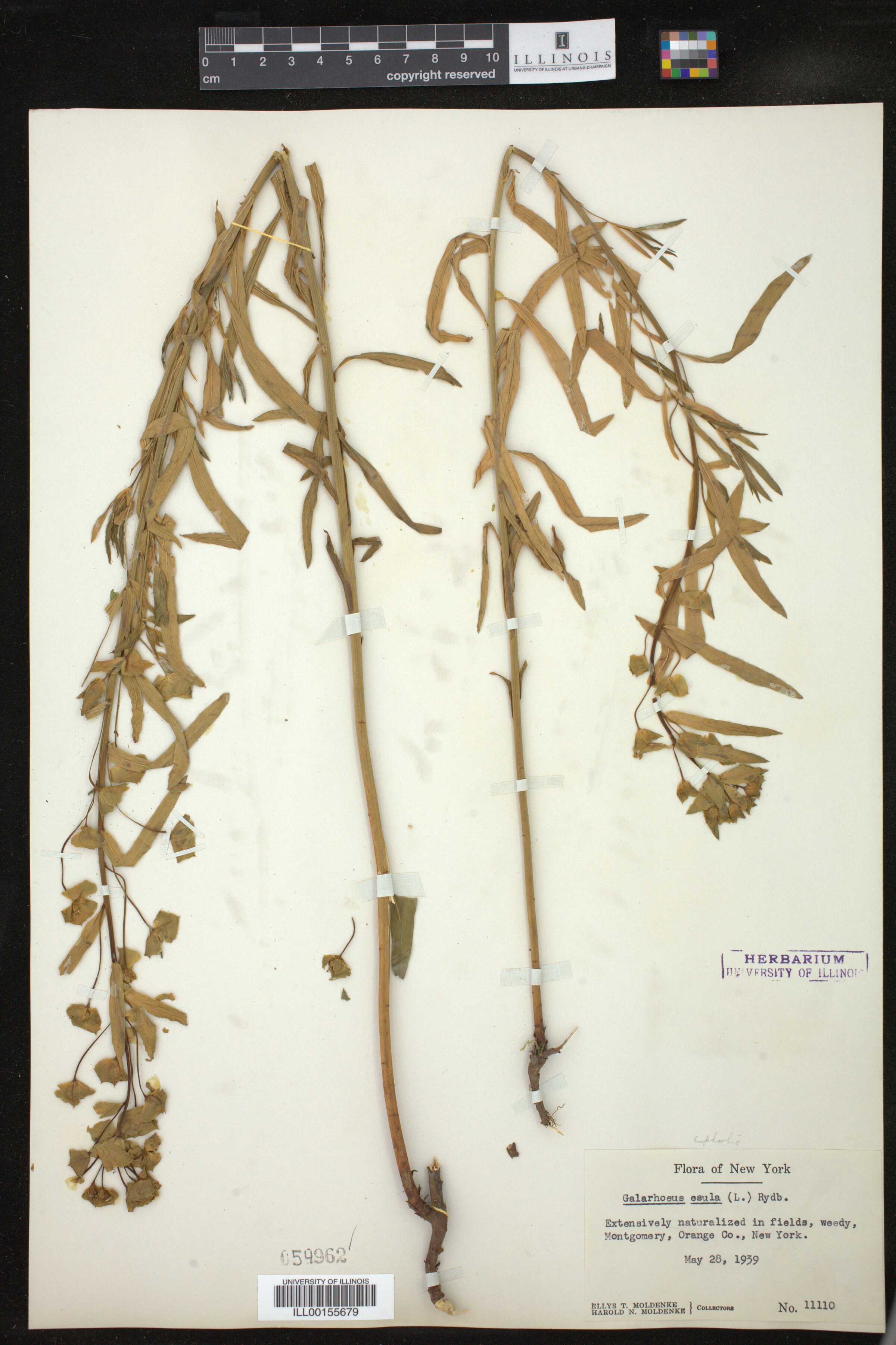 Euphorbia esula image