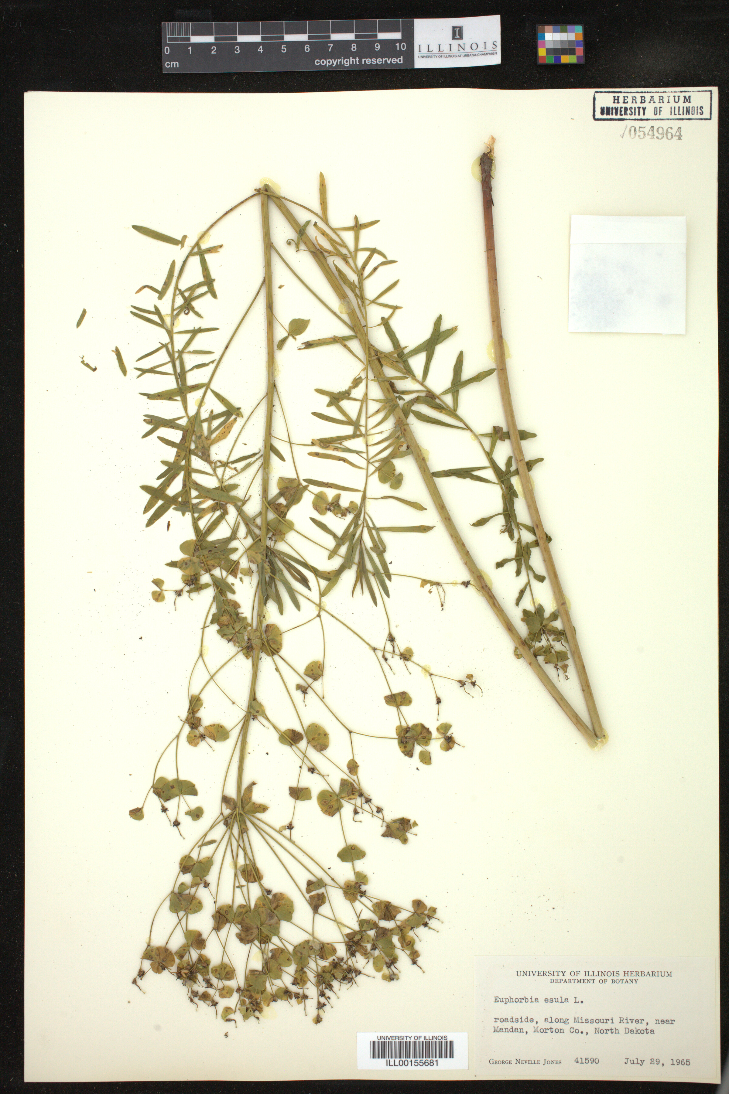 Euphorbia esula image