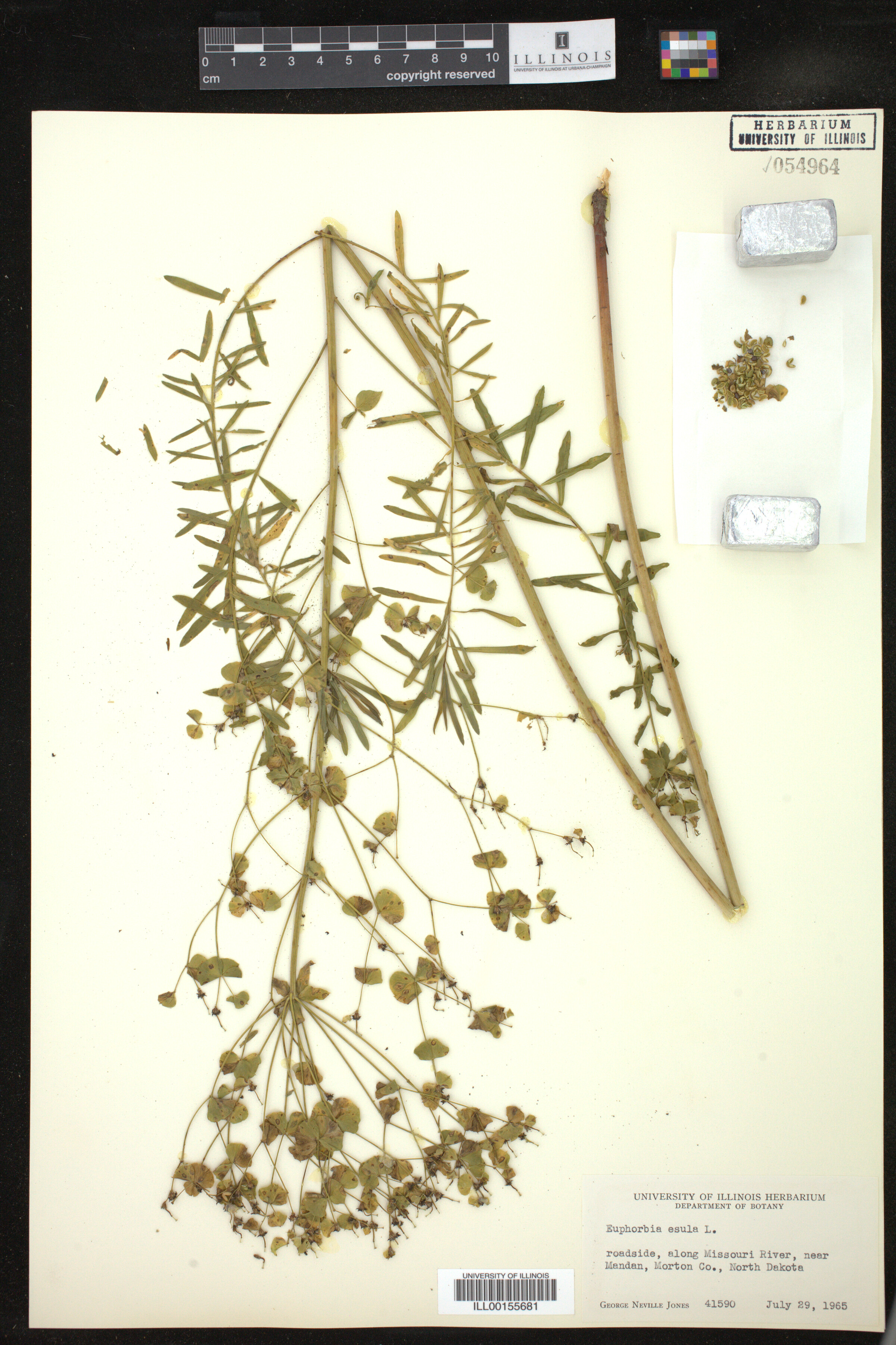 Euphorbia esula image