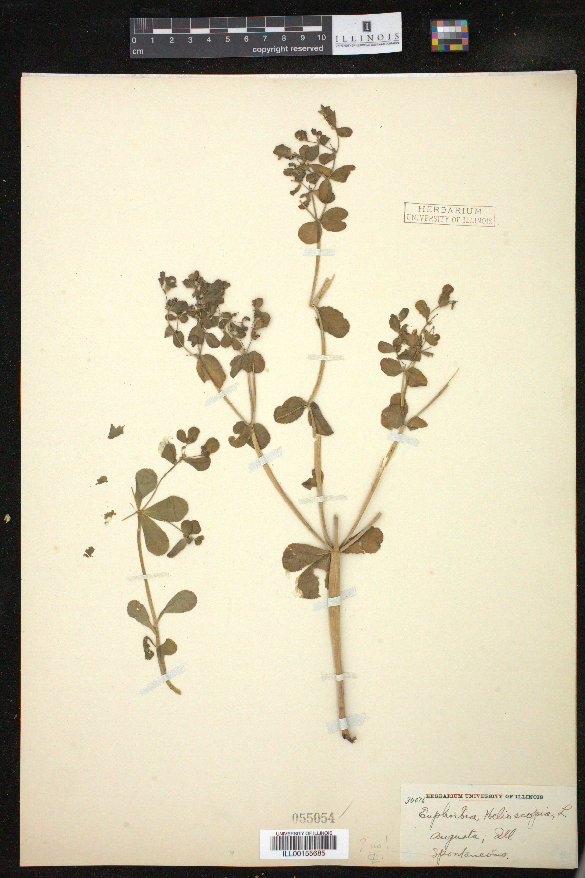 Euphorbia helioscopia image