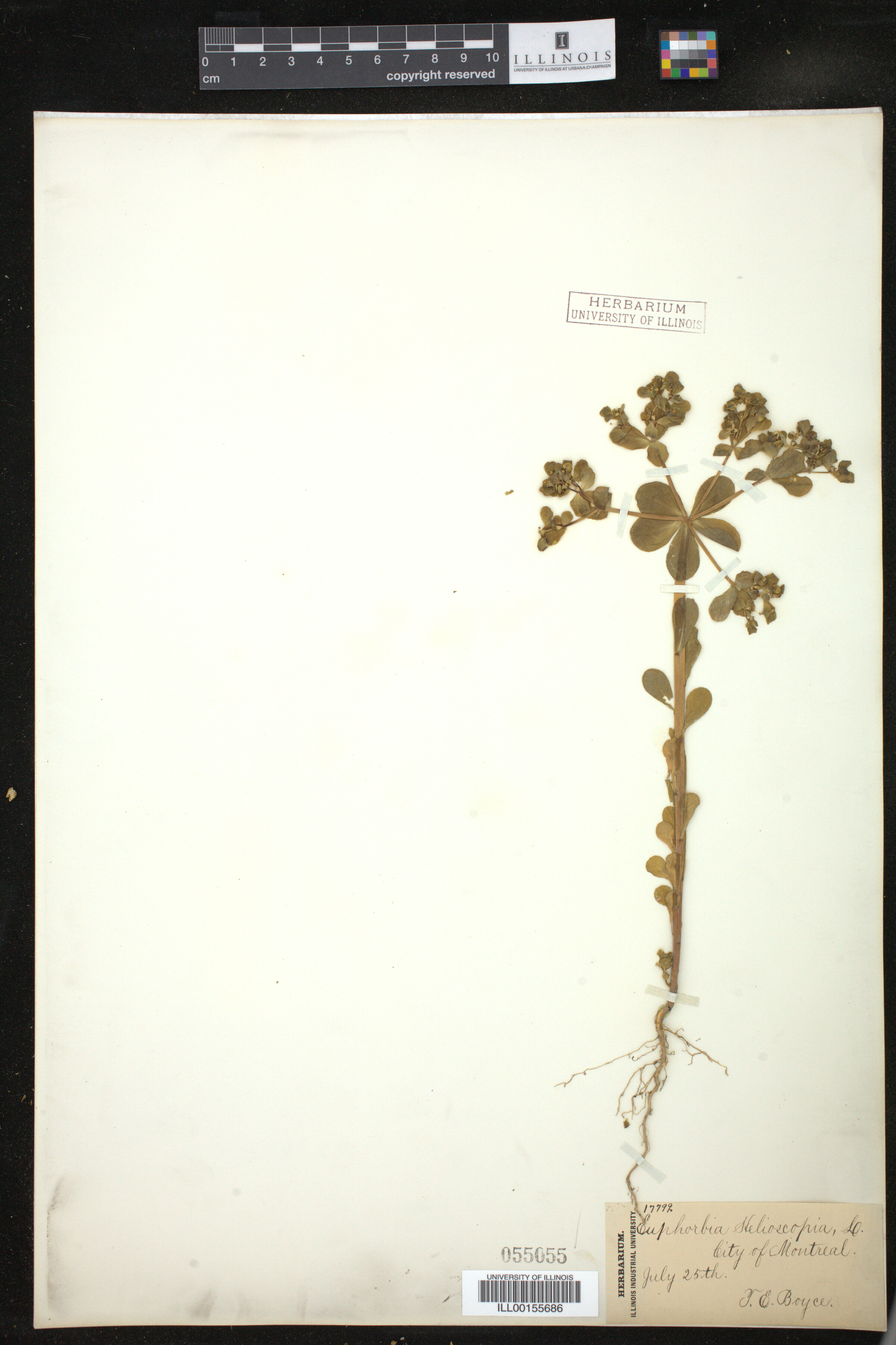 Euphorbia helioscopia image