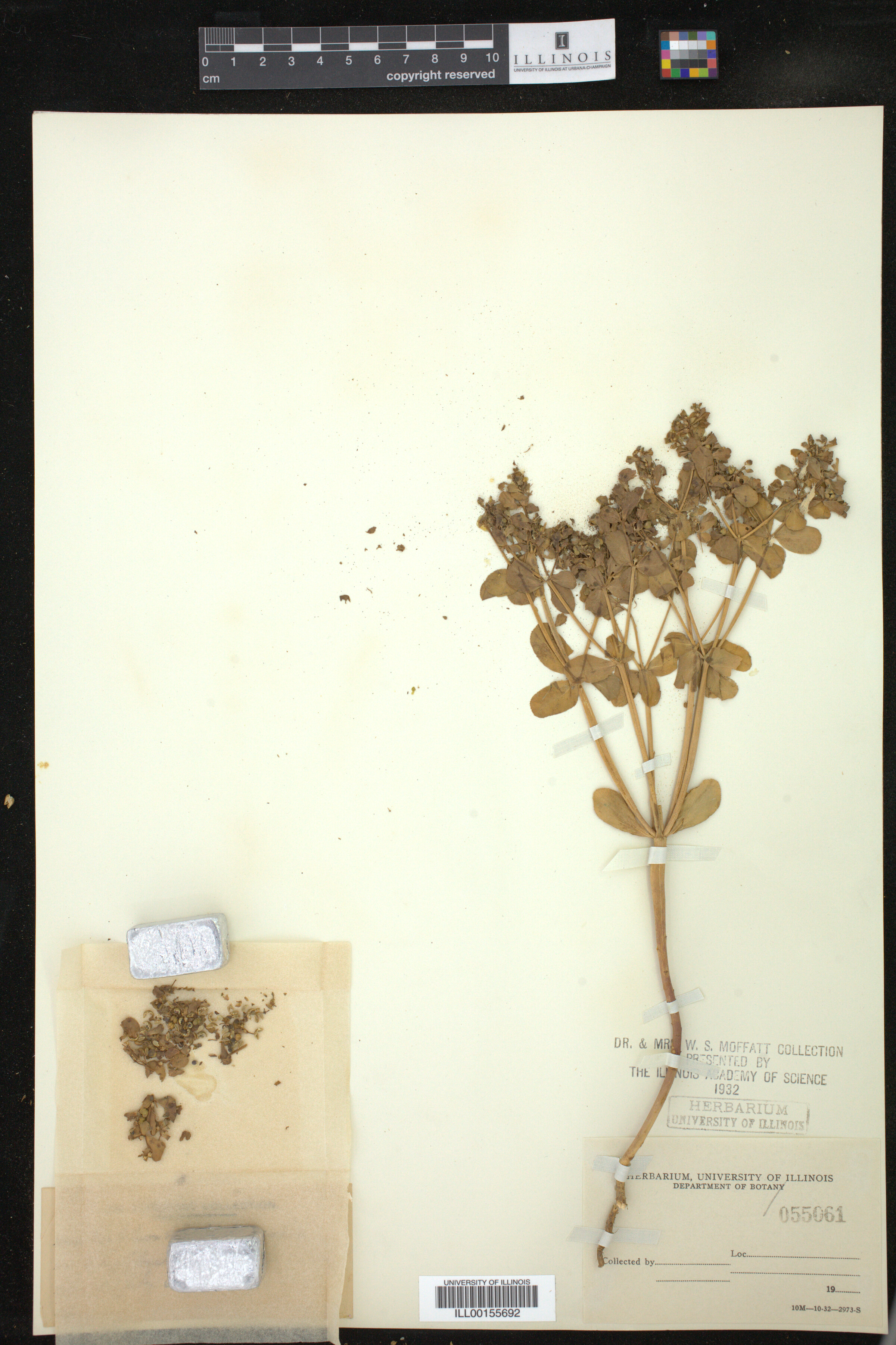 Euphorbia helioscopia image