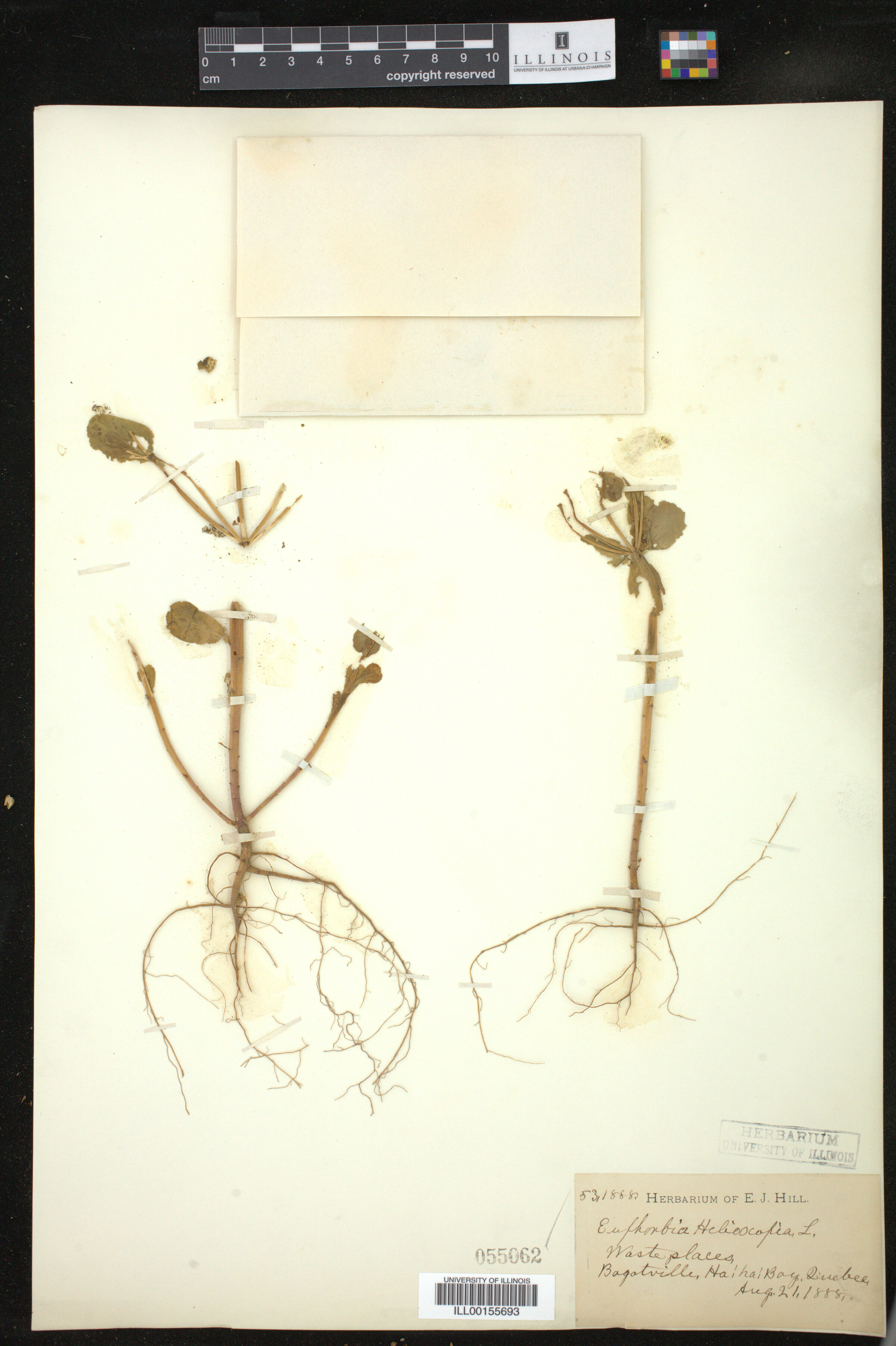 Euphorbia helioscopia image