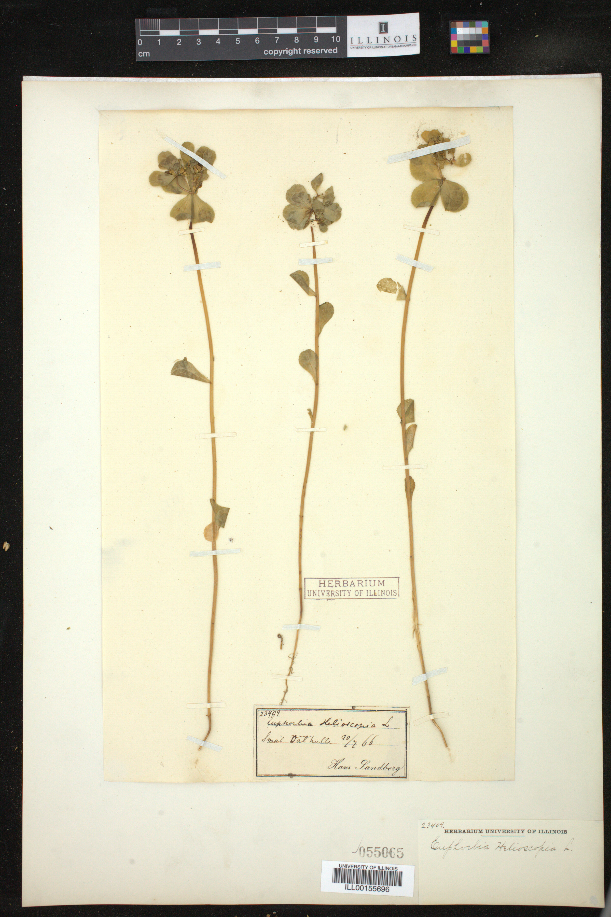 Euphorbia helioscopia image