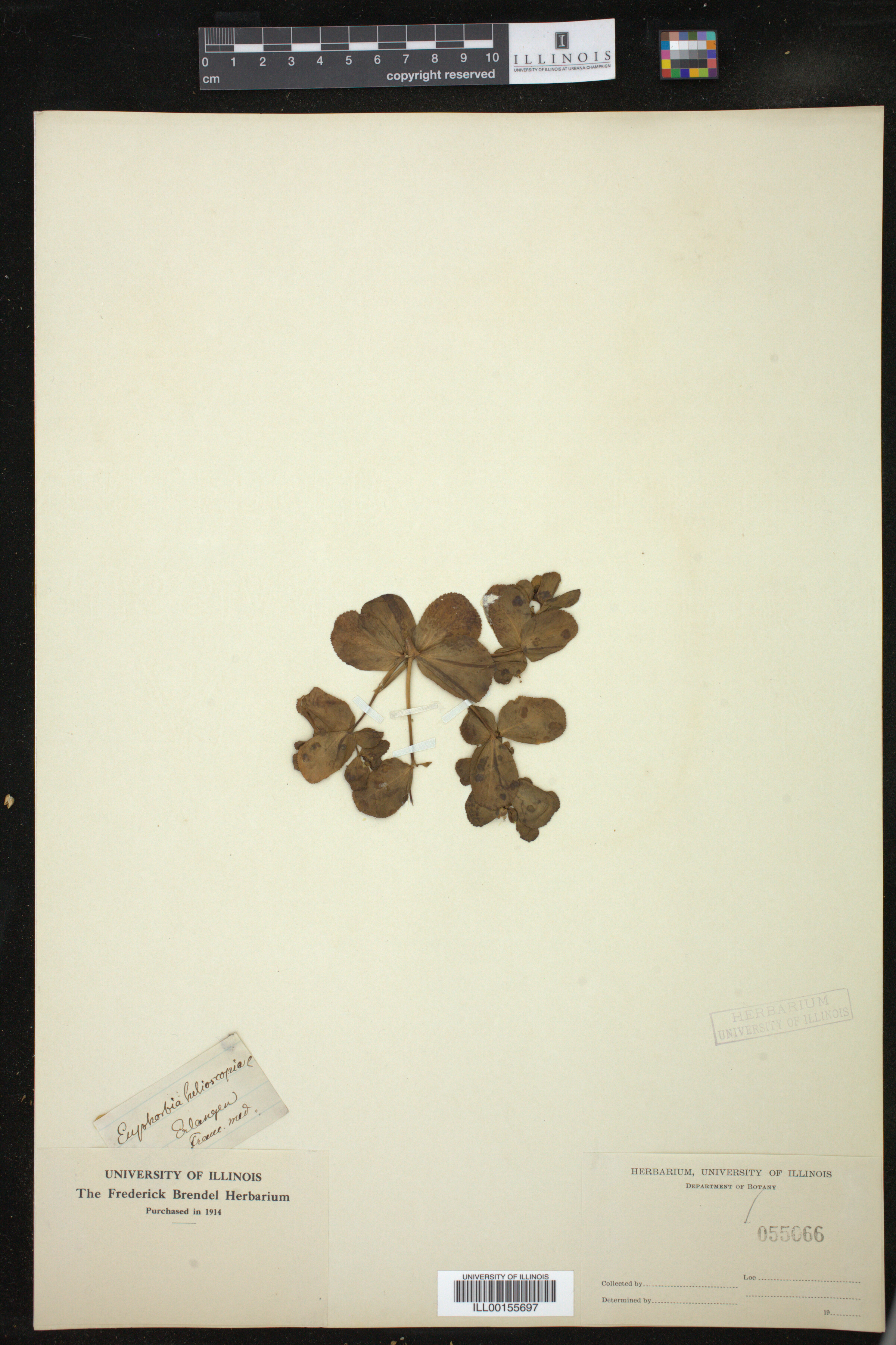 Euphorbia helioscopia image