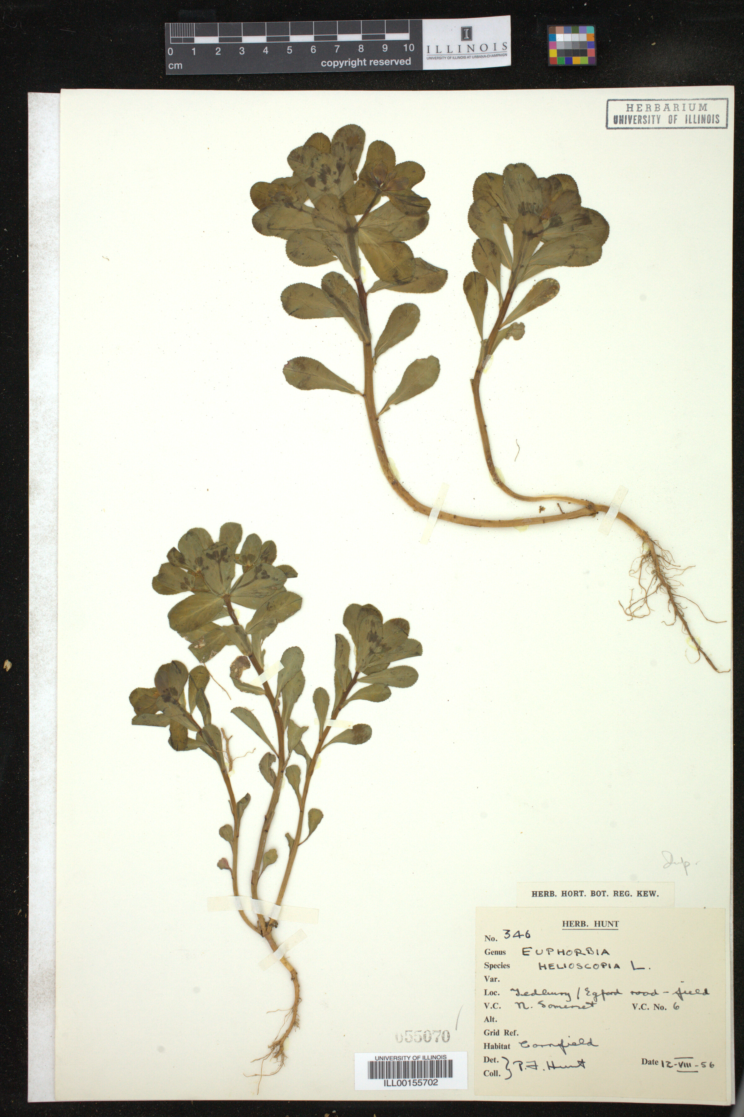 Euphorbia helioscopia image