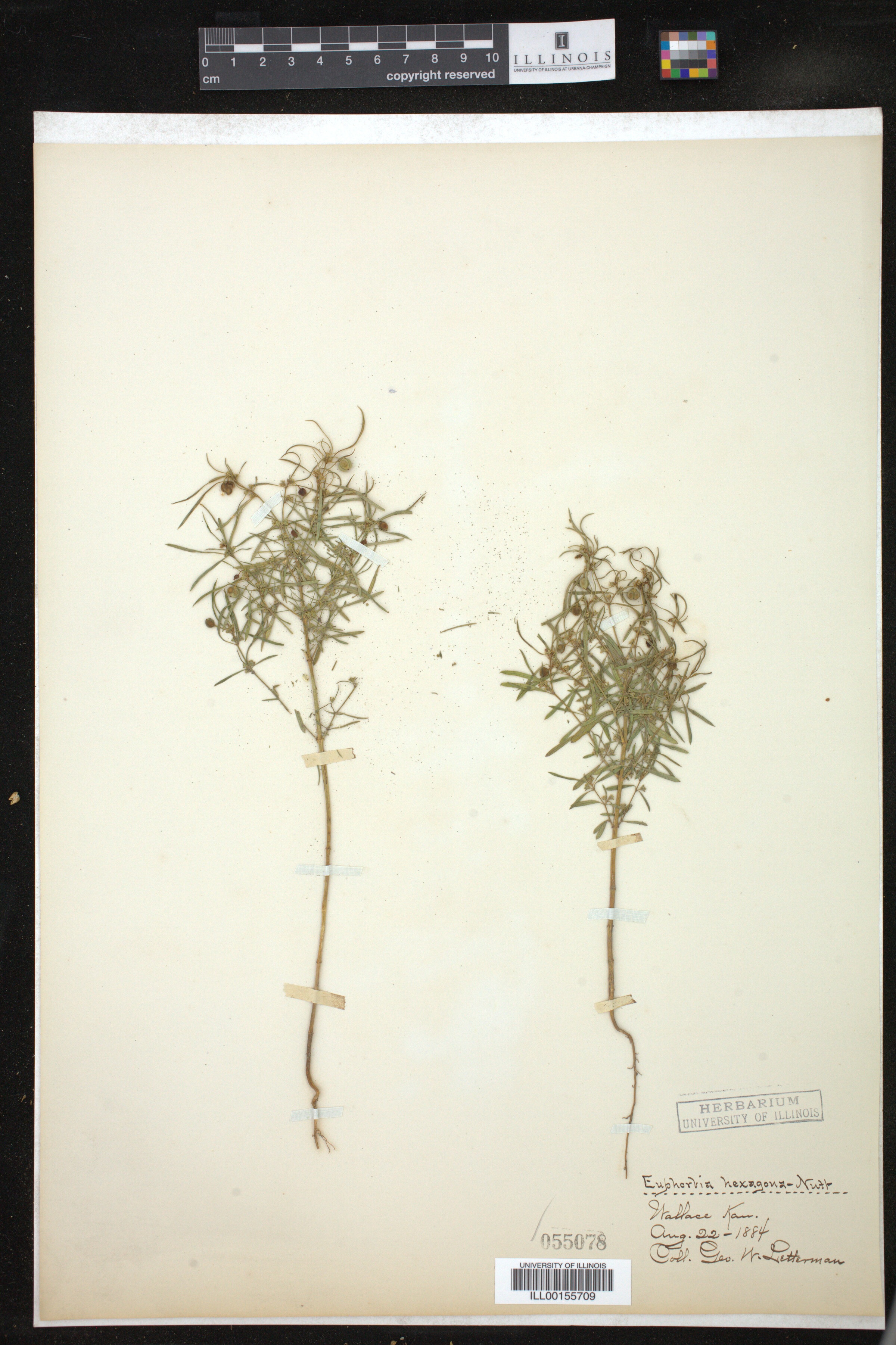 Euphorbia hexagona image