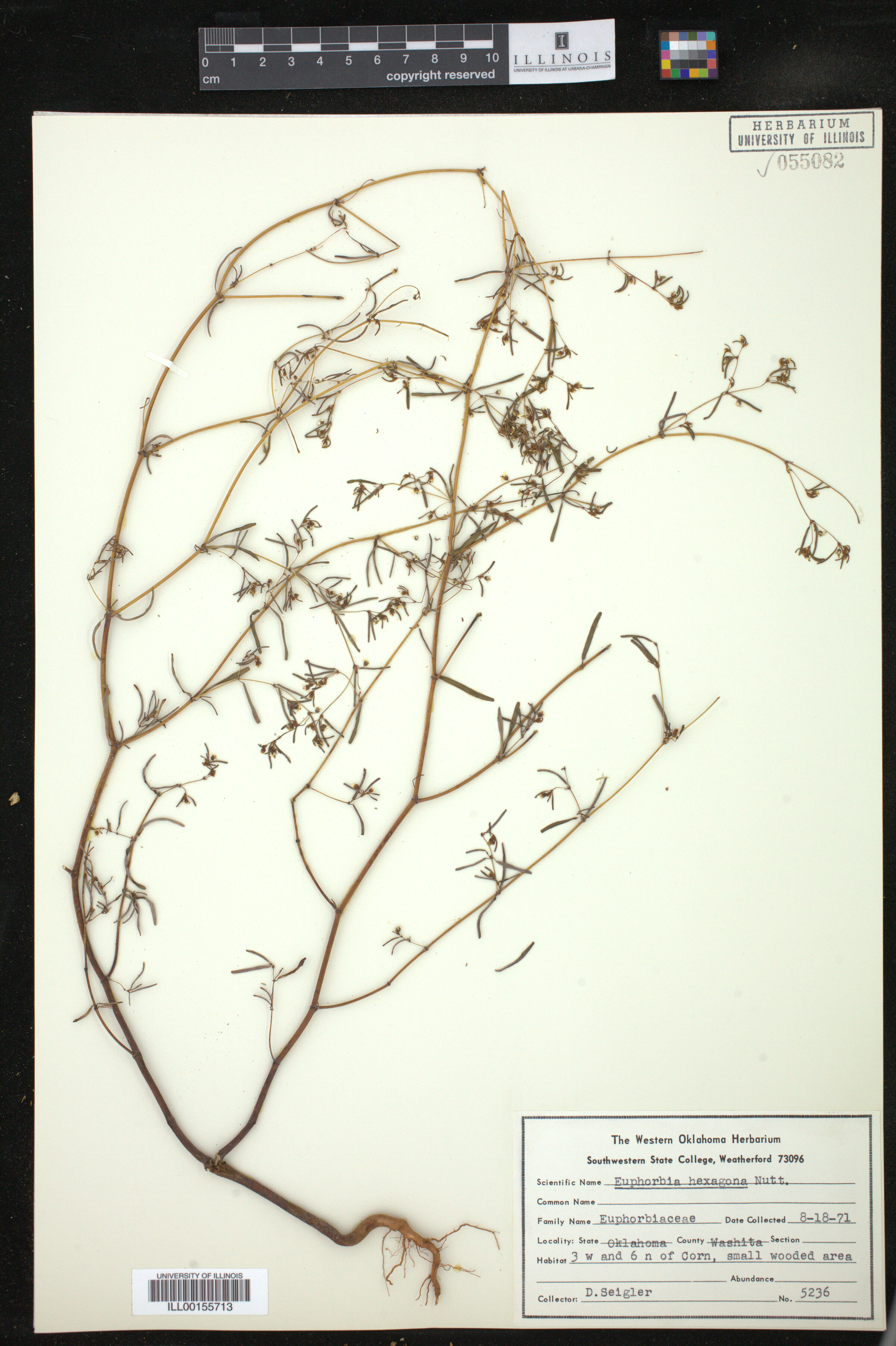 Euphorbia hexagona image