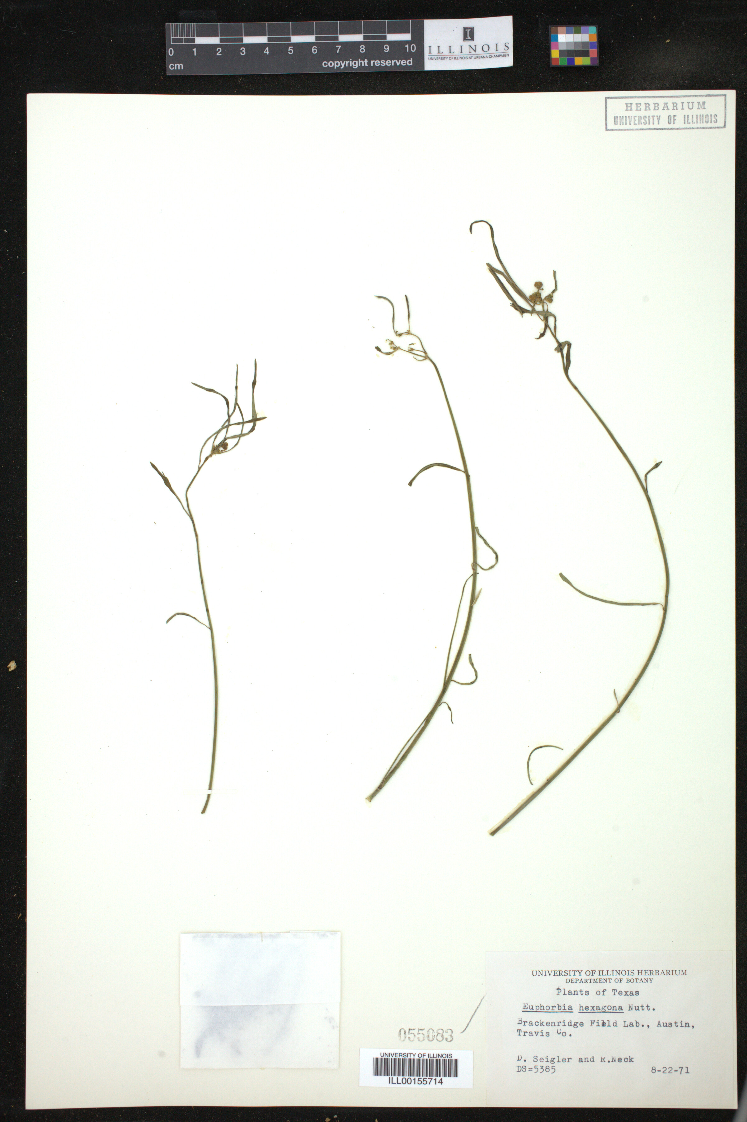 Euphorbia hexagona image