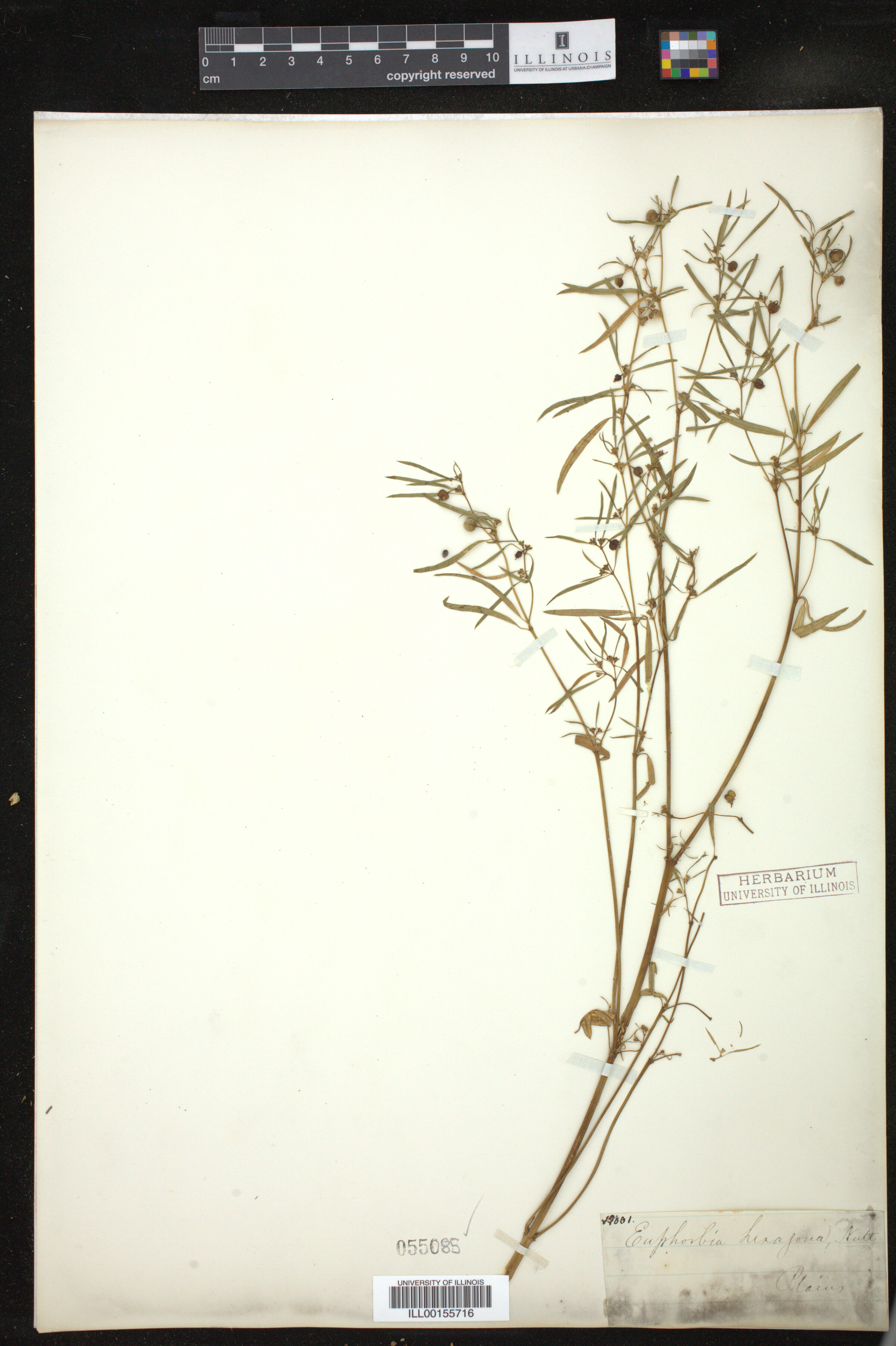 Euphorbia hexagona image