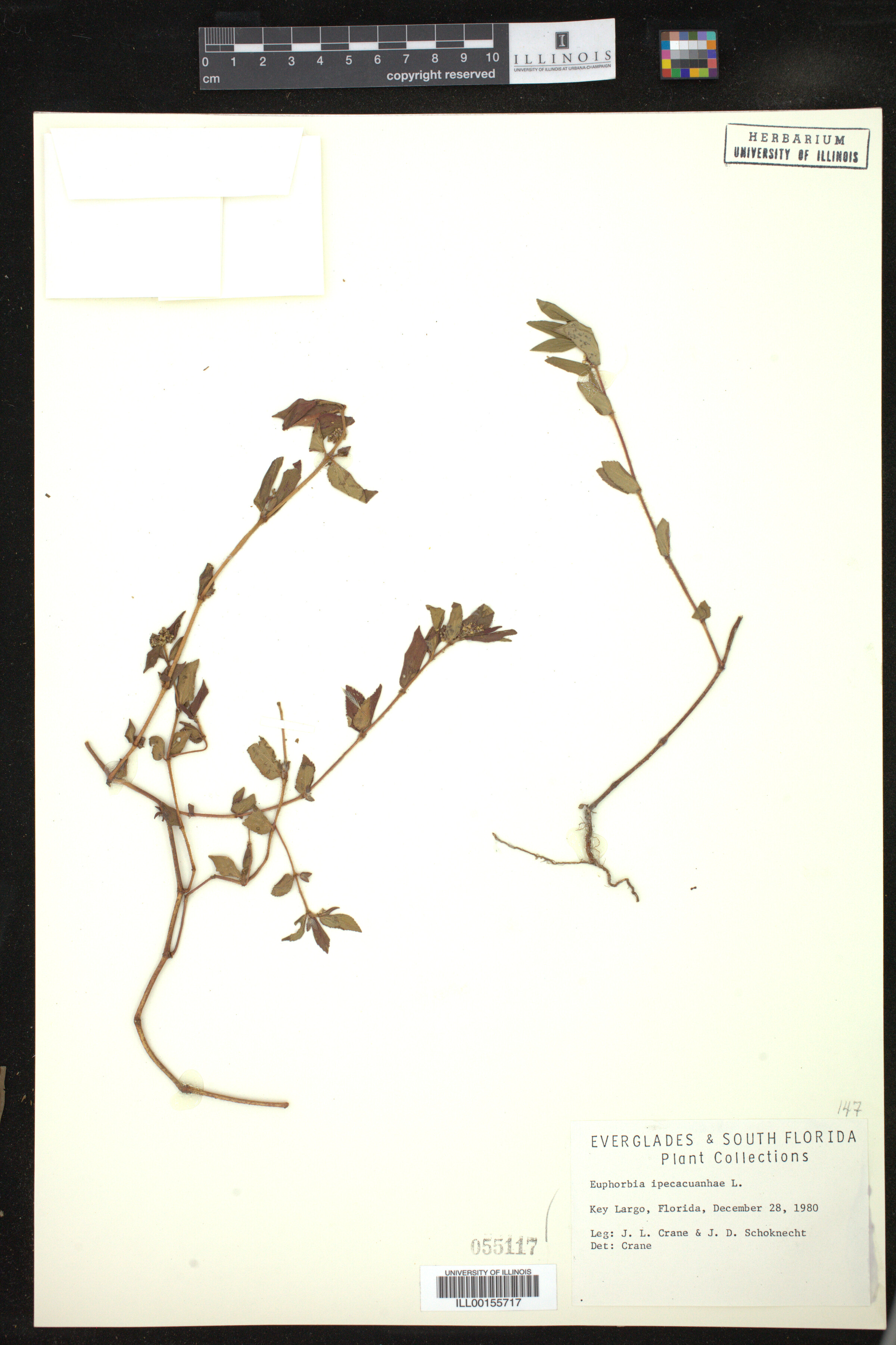 Euphorbia ipecacuanhae image