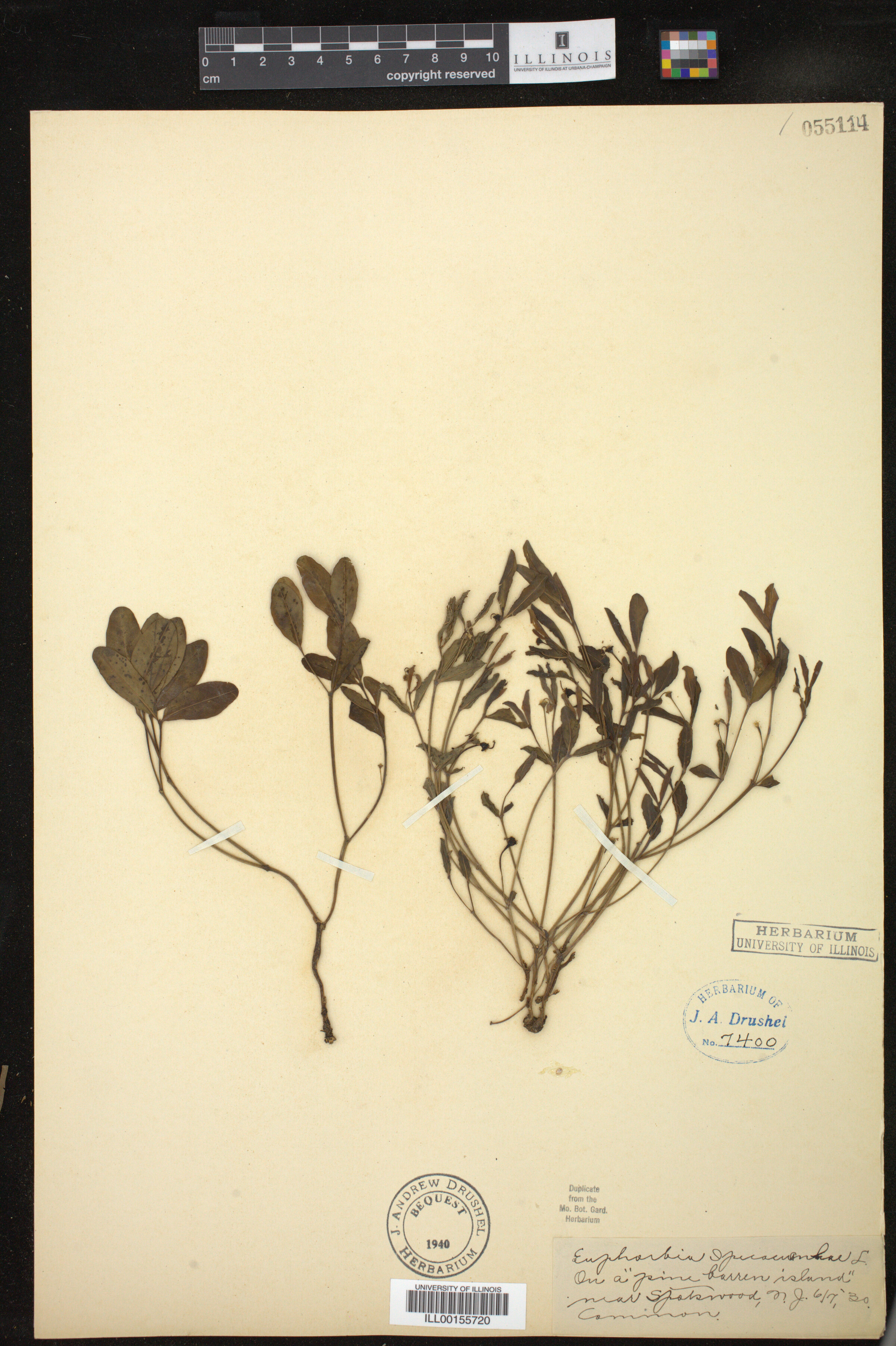 Euphorbia ipecacuanhae image