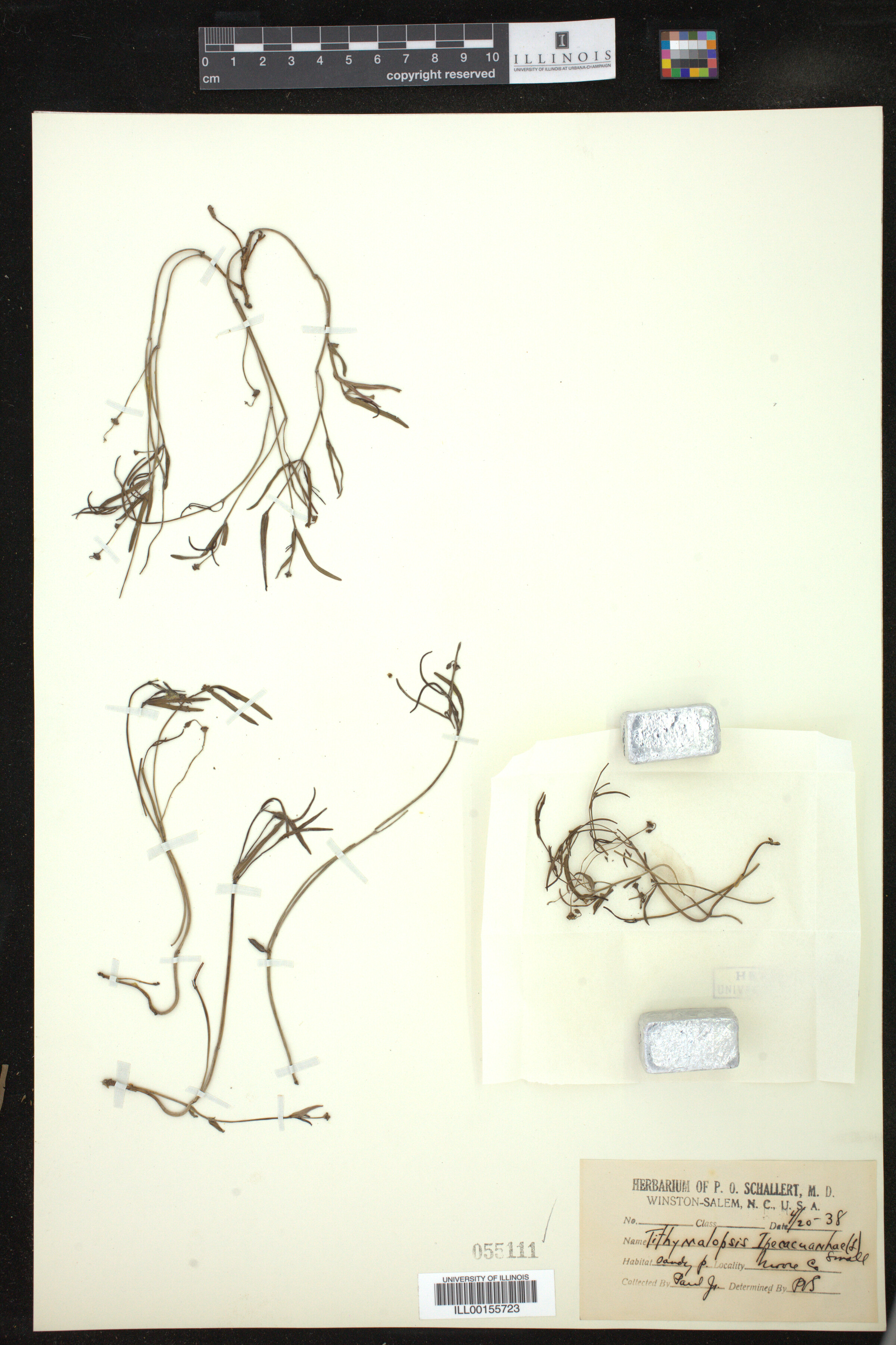 Euphorbia ipecacuanhae image