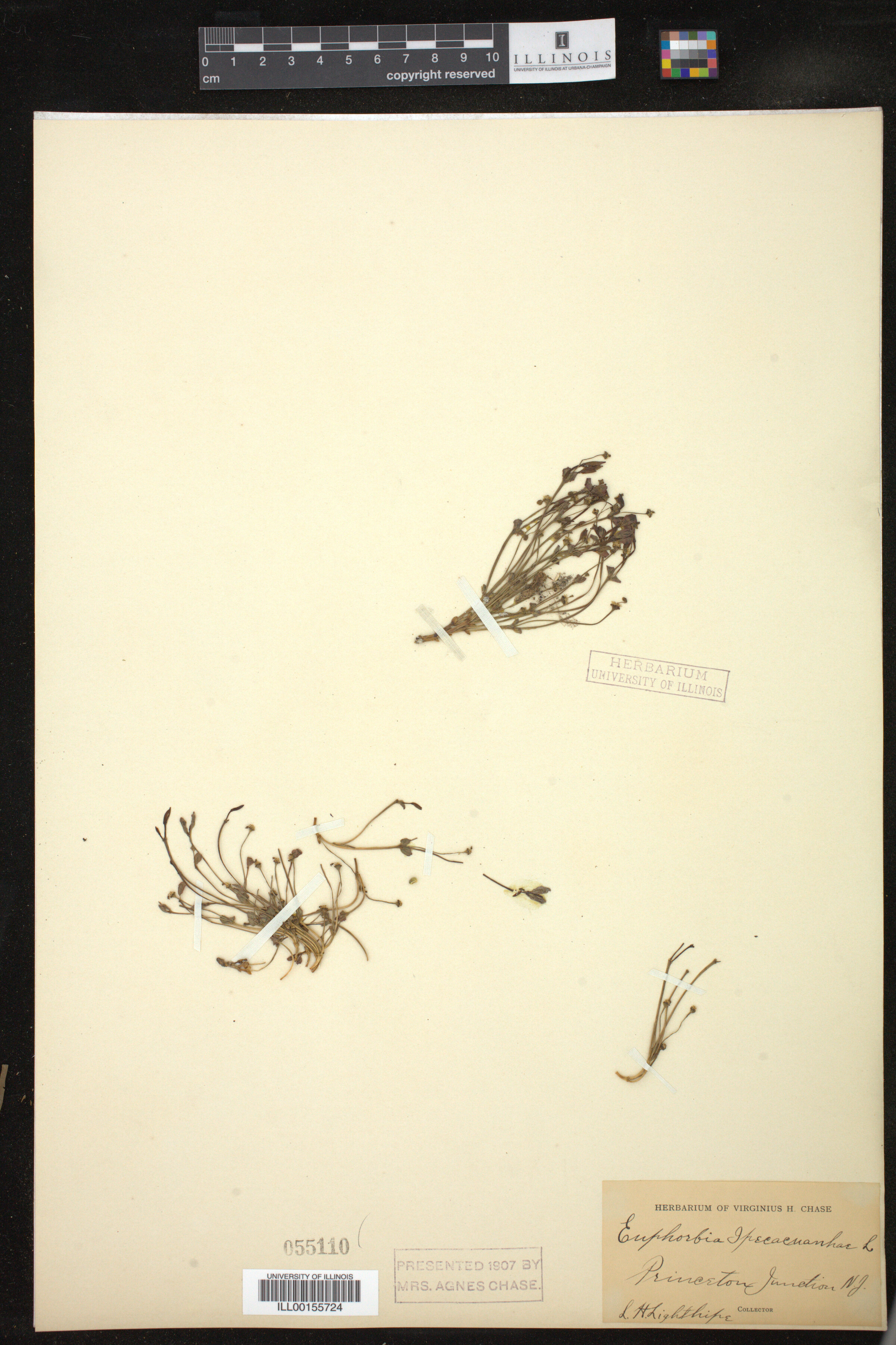 Euphorbia ipecacuanhae image