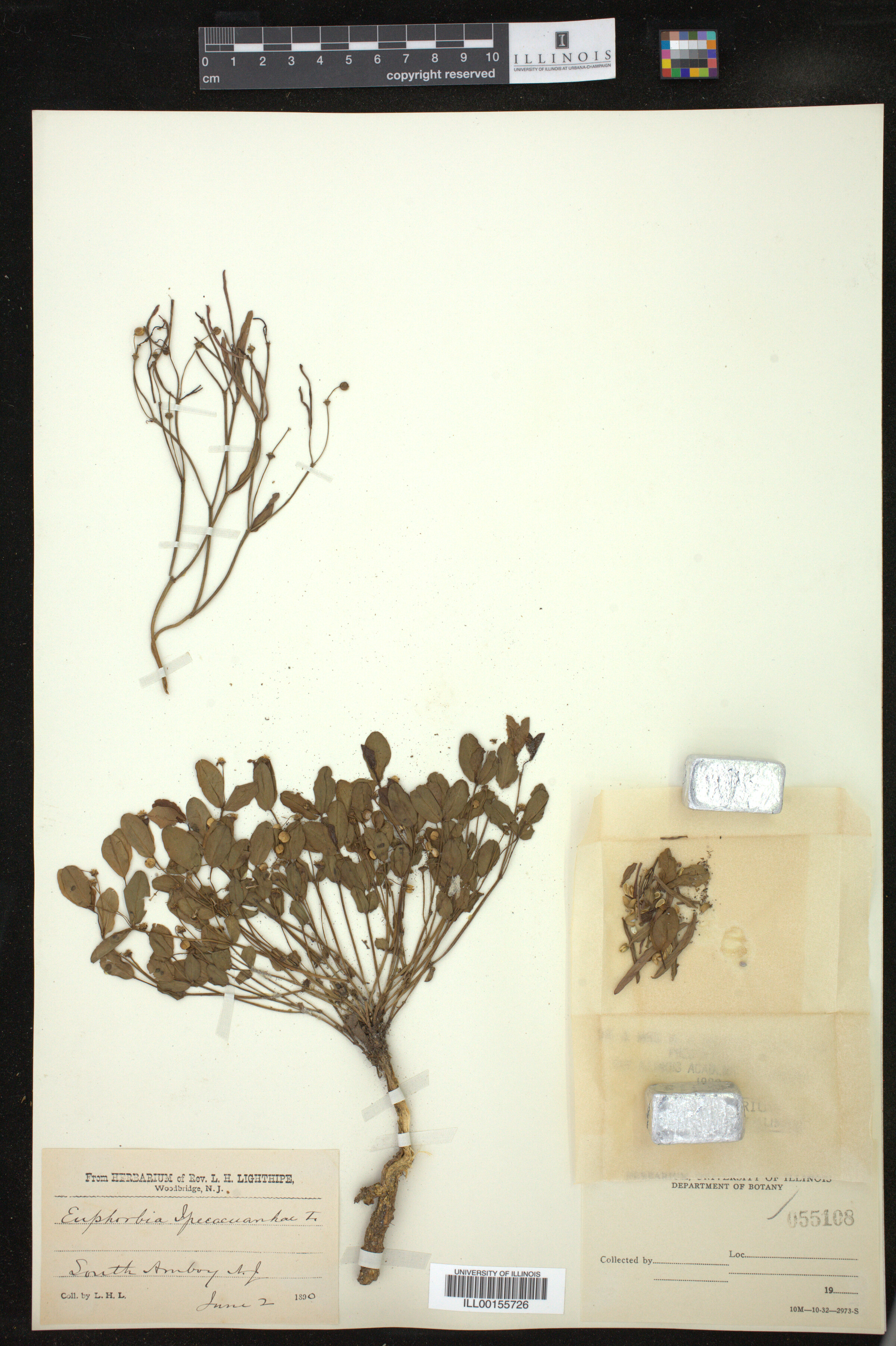 Euphorbia ipecacuanhae image