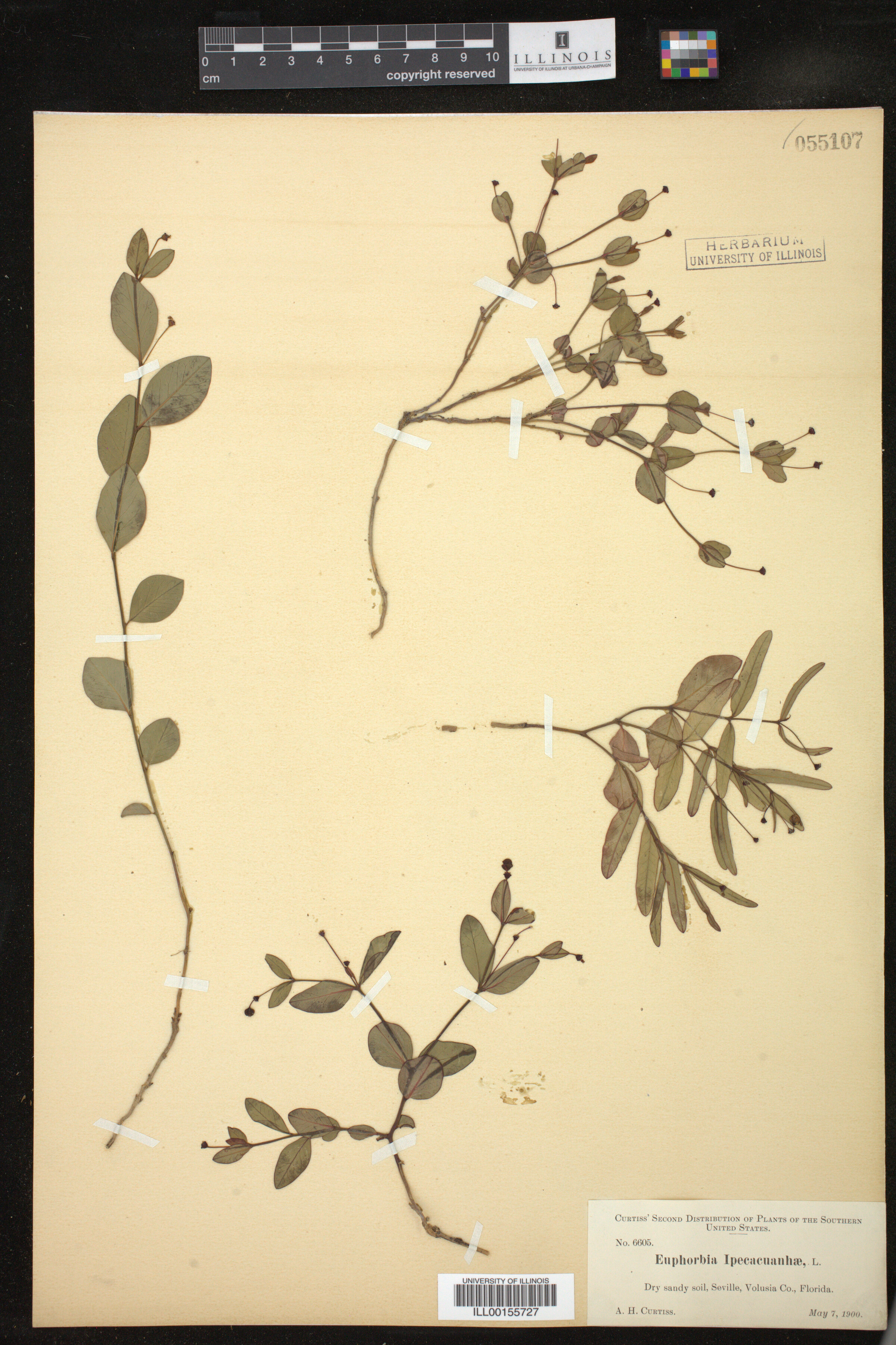 Euphorbia ipecacuanhae image