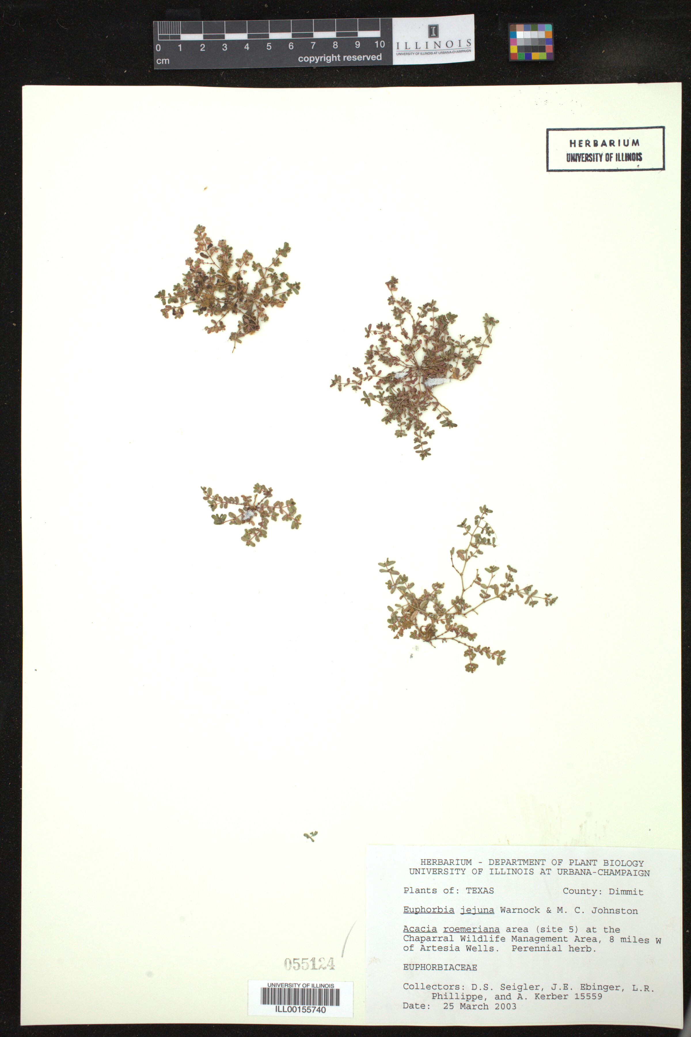 Euphorbia jejuna image