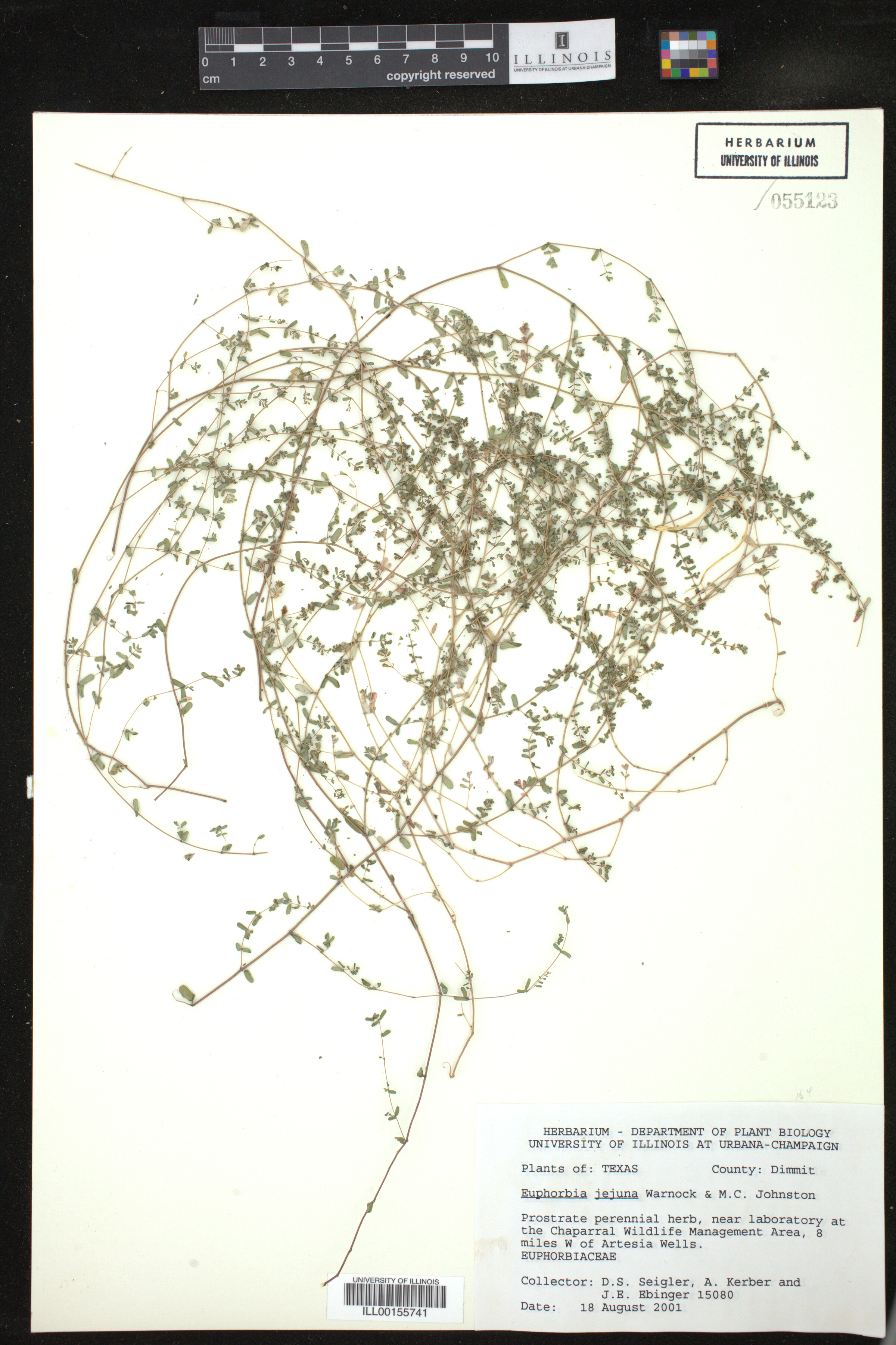 Euphorbia jejuna image