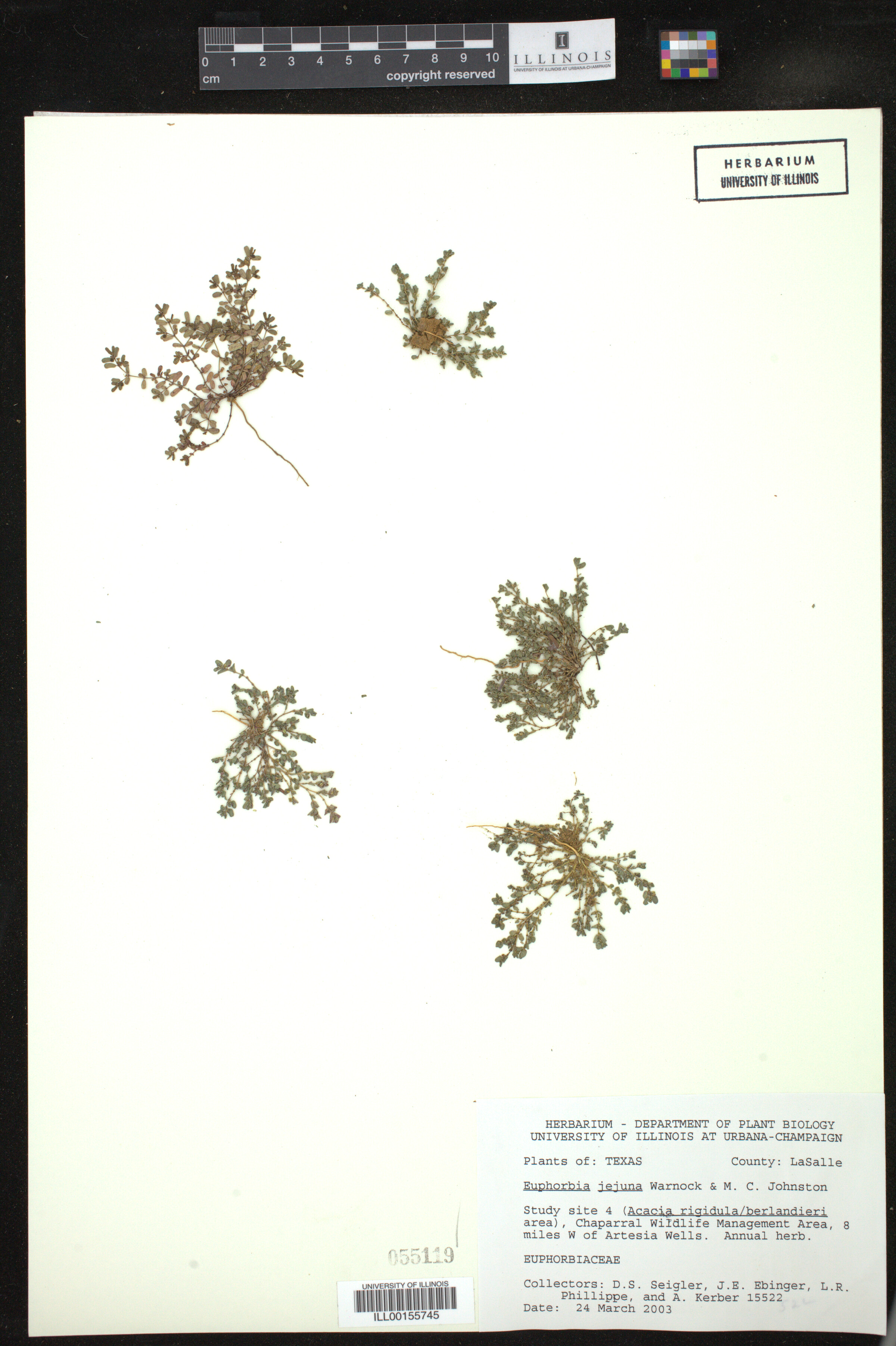 Euphorbia jejuna image