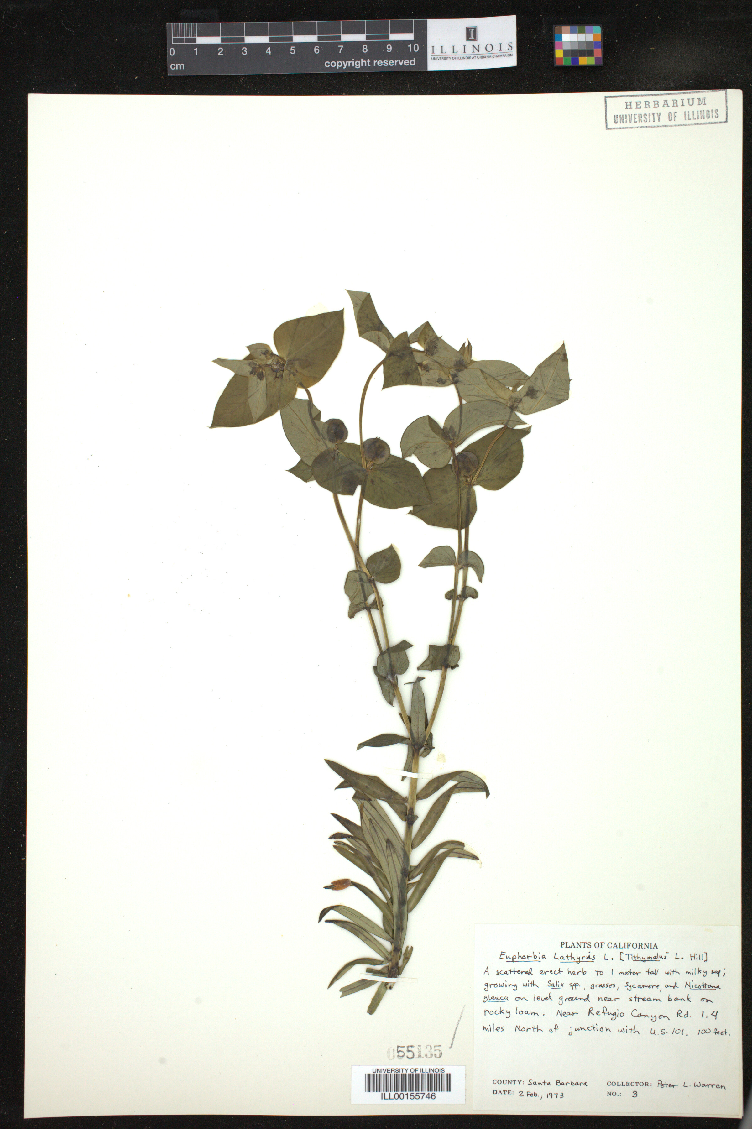 Euphorbia lathyris image