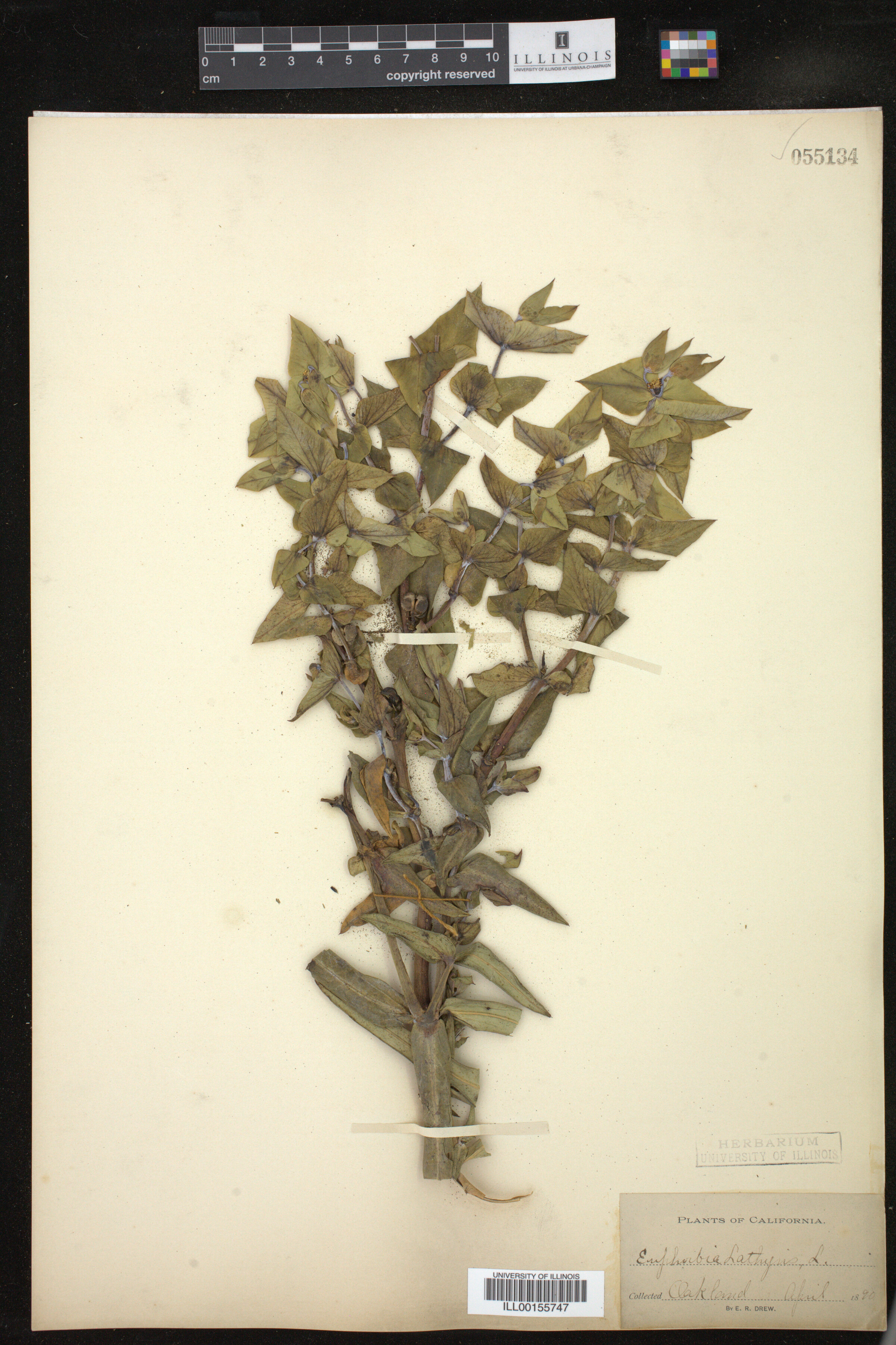 Euphorbia lathyris image
