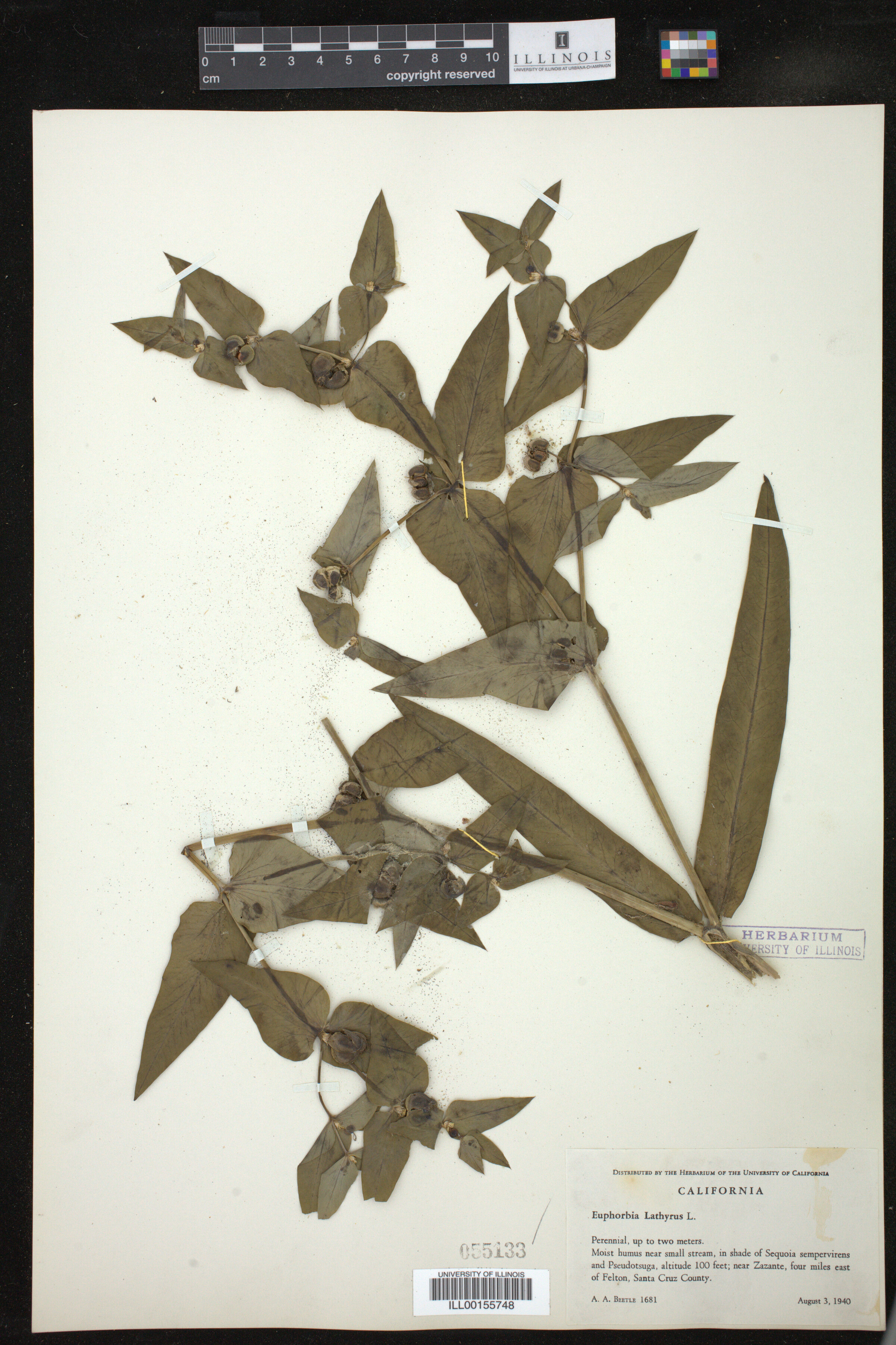 Euphorbia image