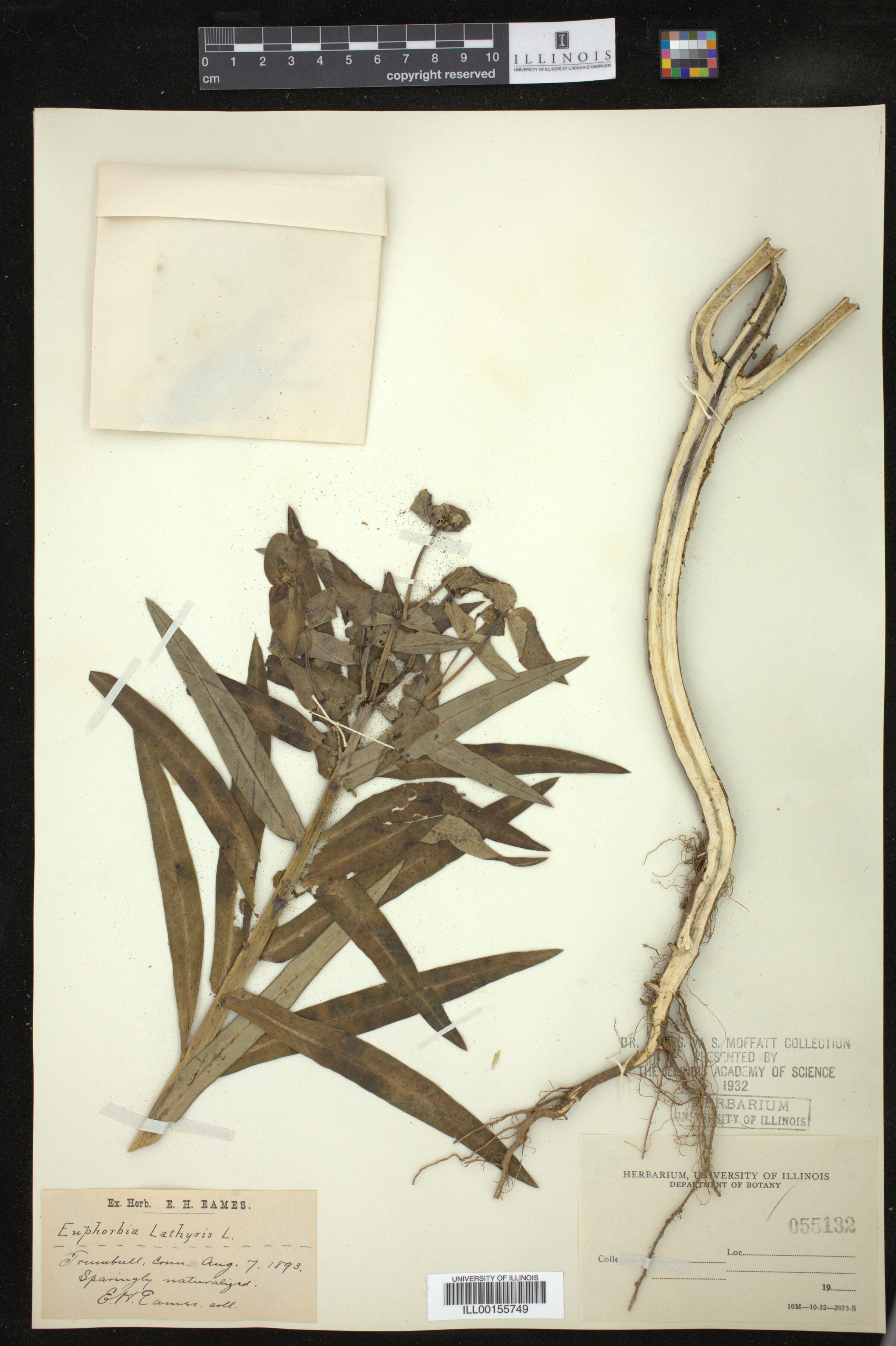 Euphorbia lathyris image